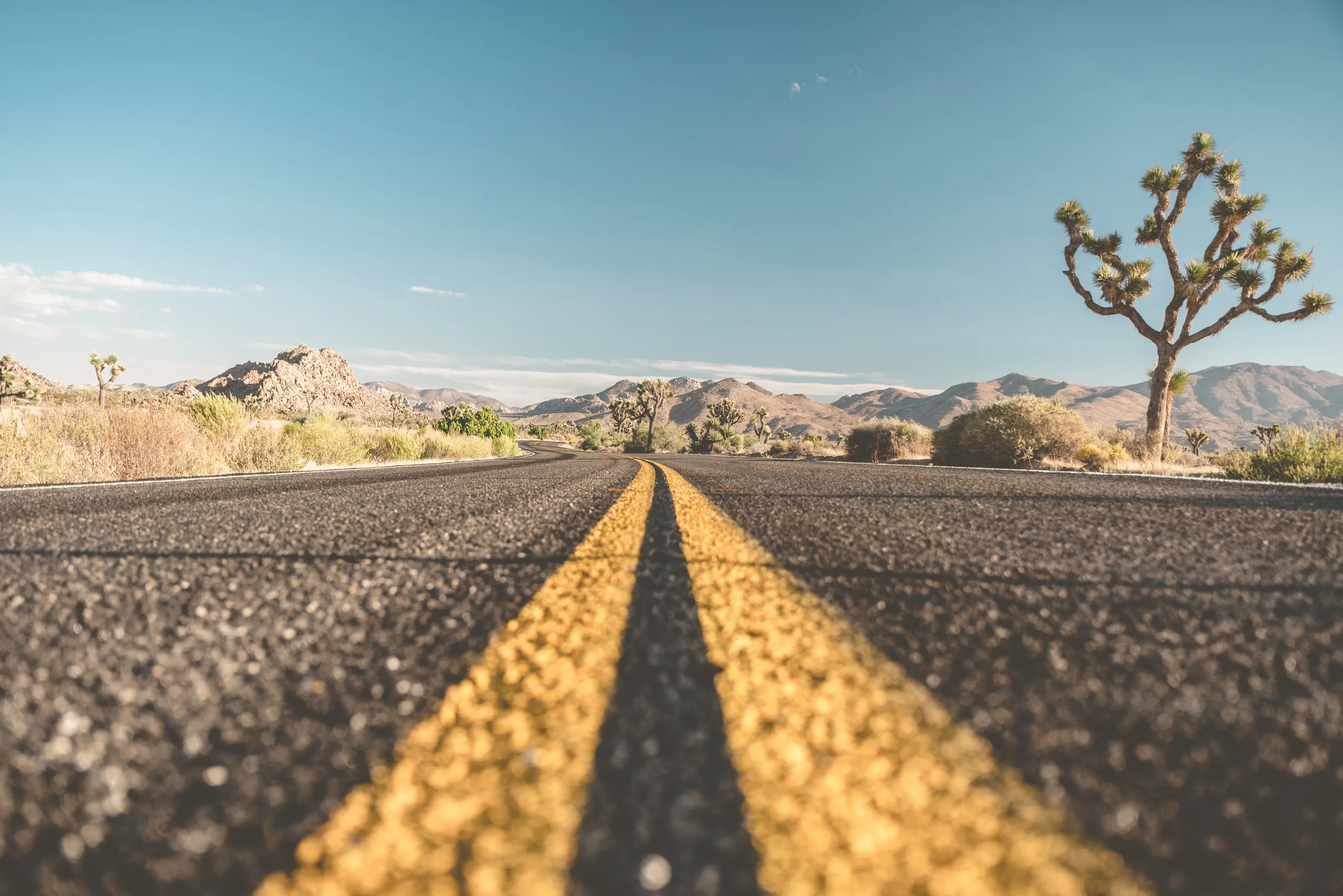 Joshua Tree Nationalpark 2