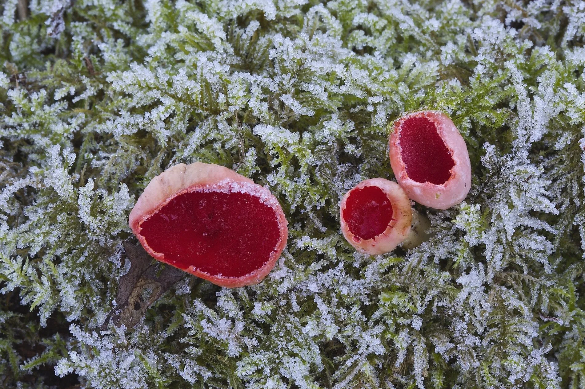 Scarlet elf cups on moss-covered decaying wood