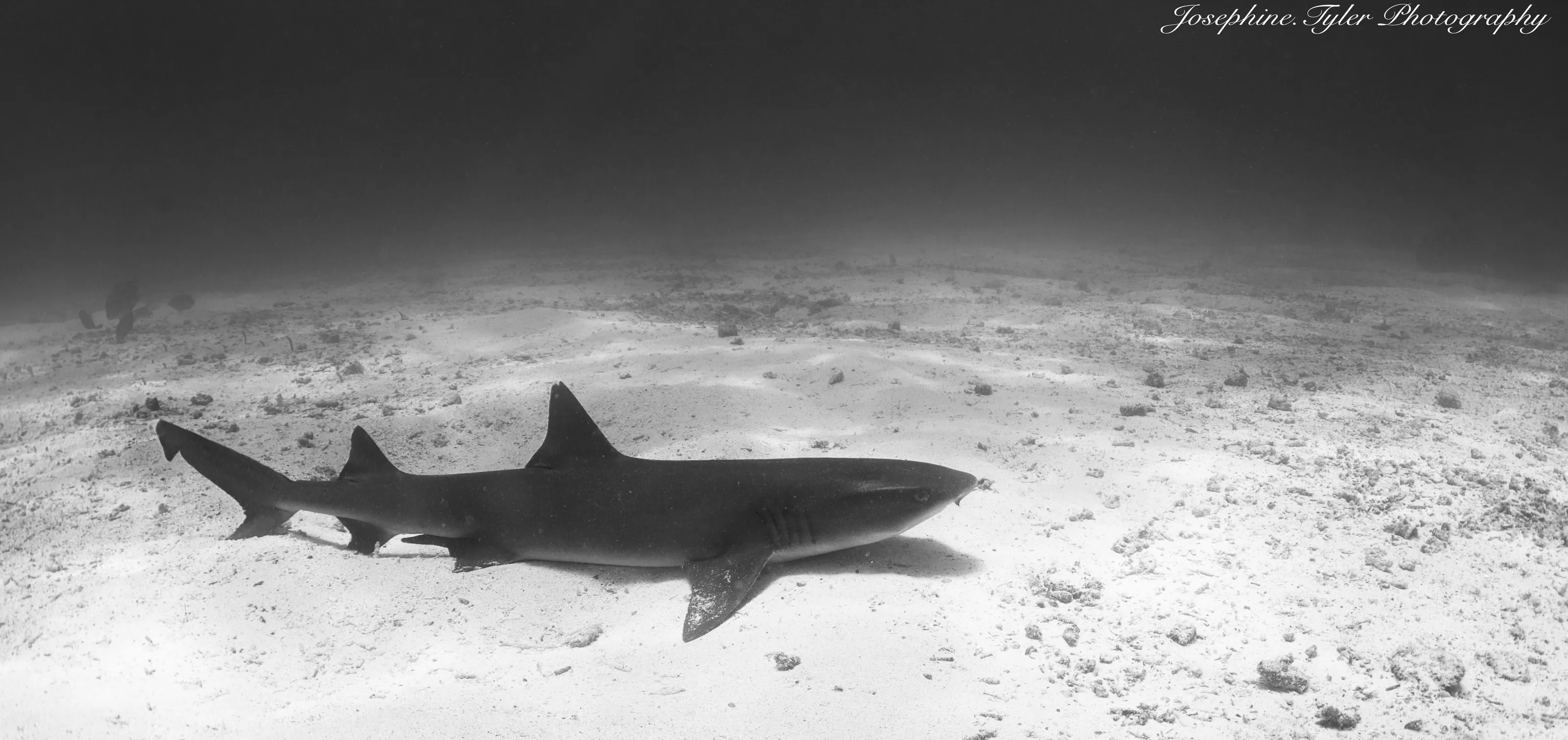 Shark