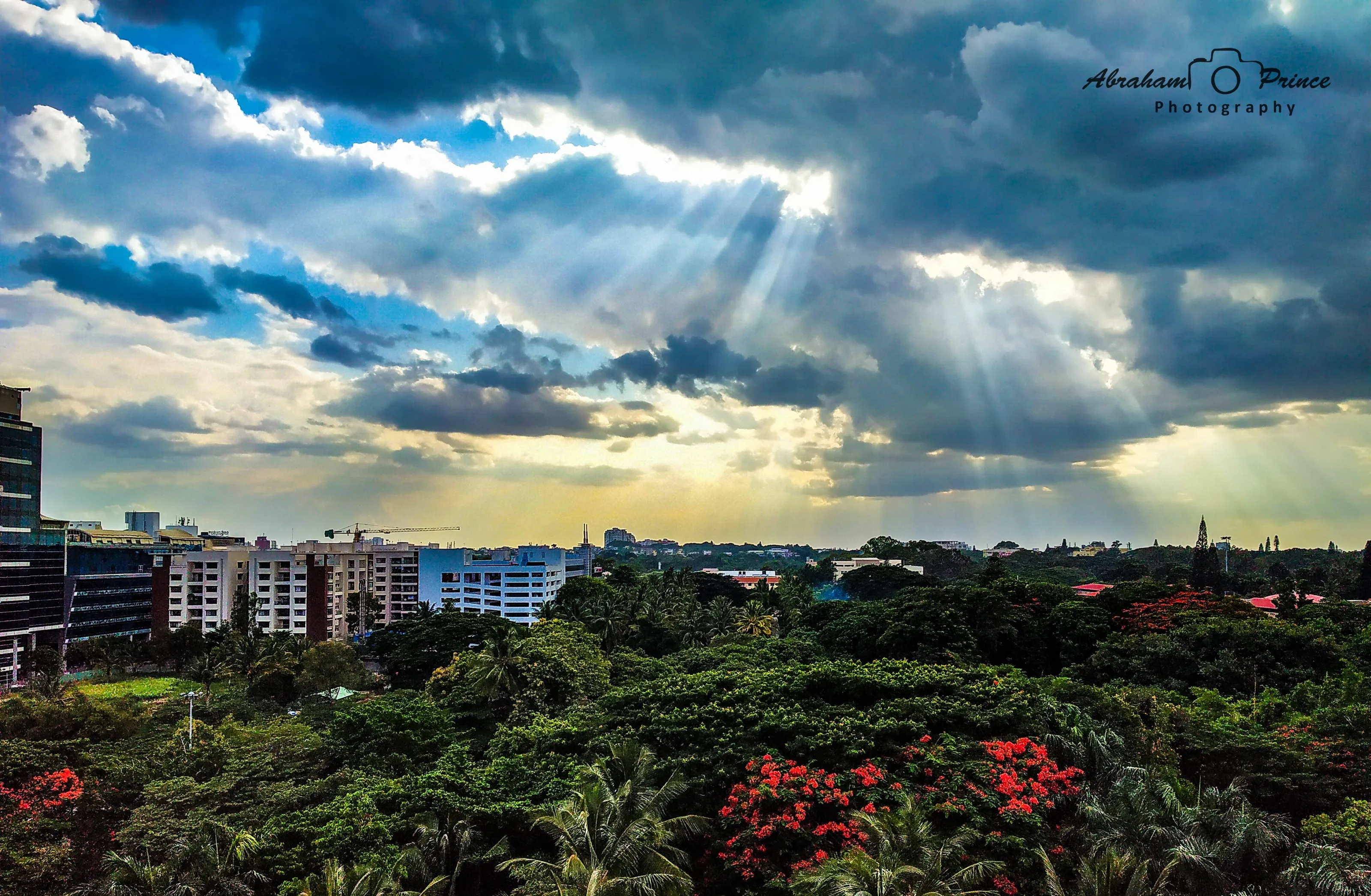 Sunny Rays