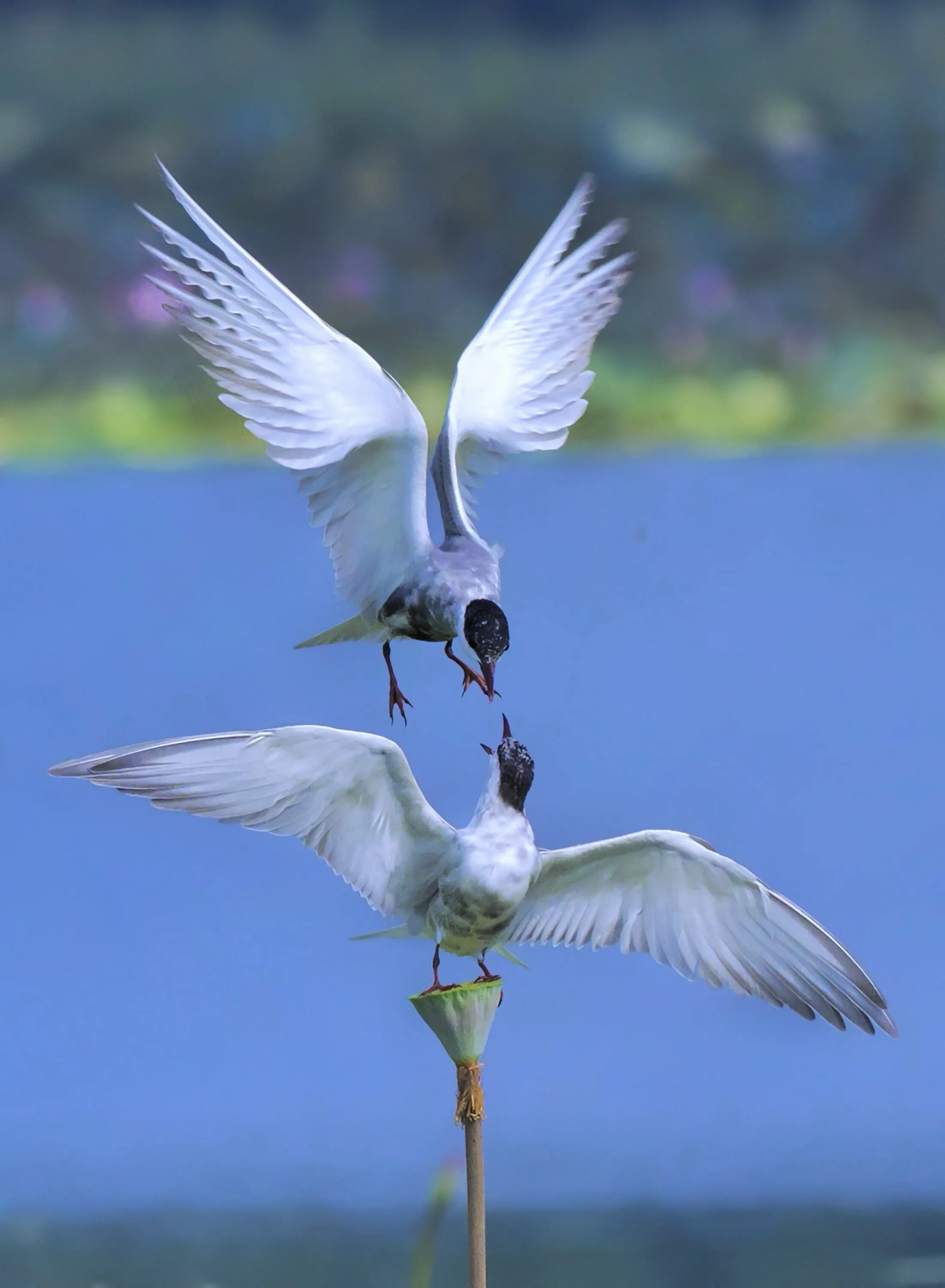 THE ART OF FEEDING