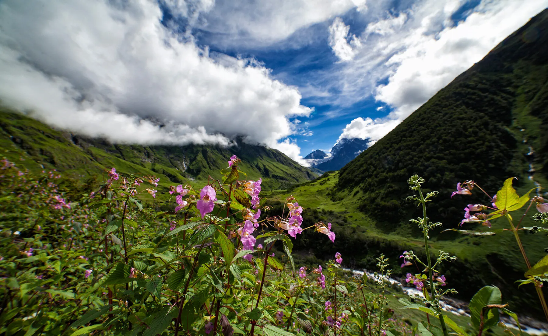 Flowers of the Valley