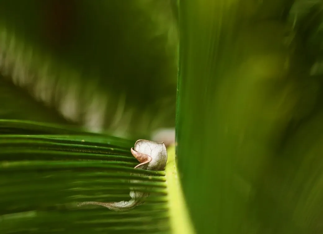 Leaf on a leaf