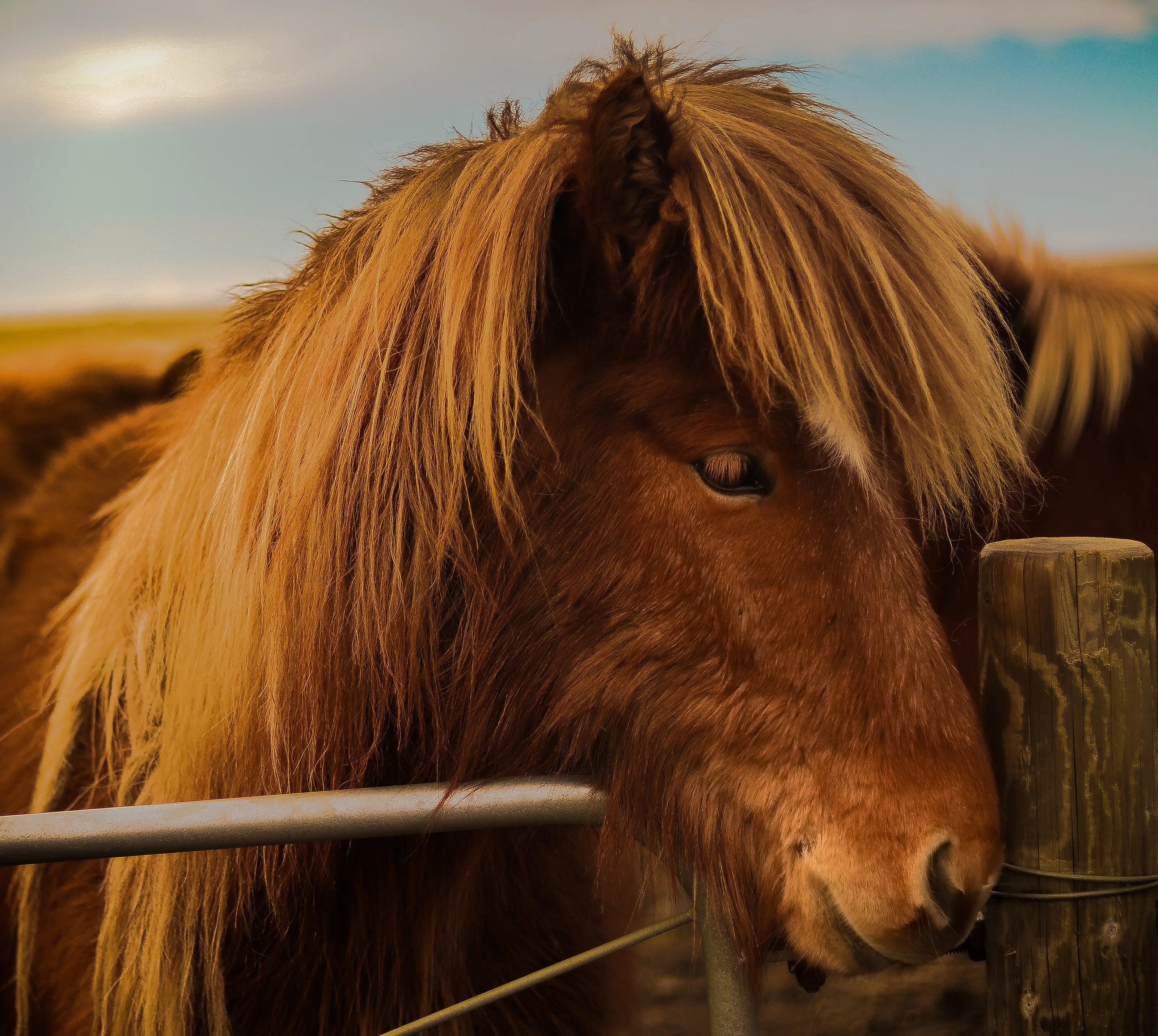 The Icelandic horses are calm and friendly animals which I have ever seen in my life.