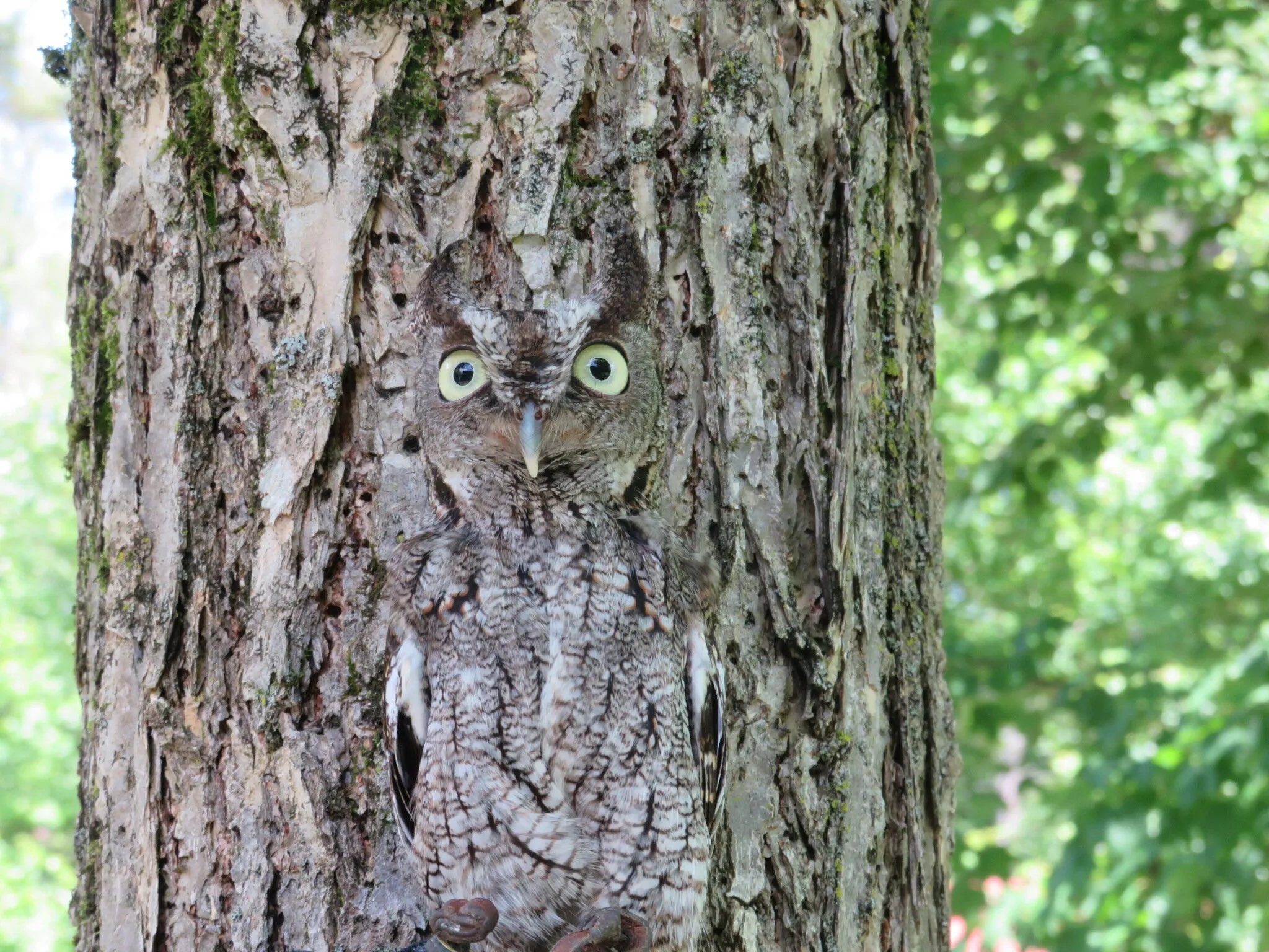 Cool Camoflauge