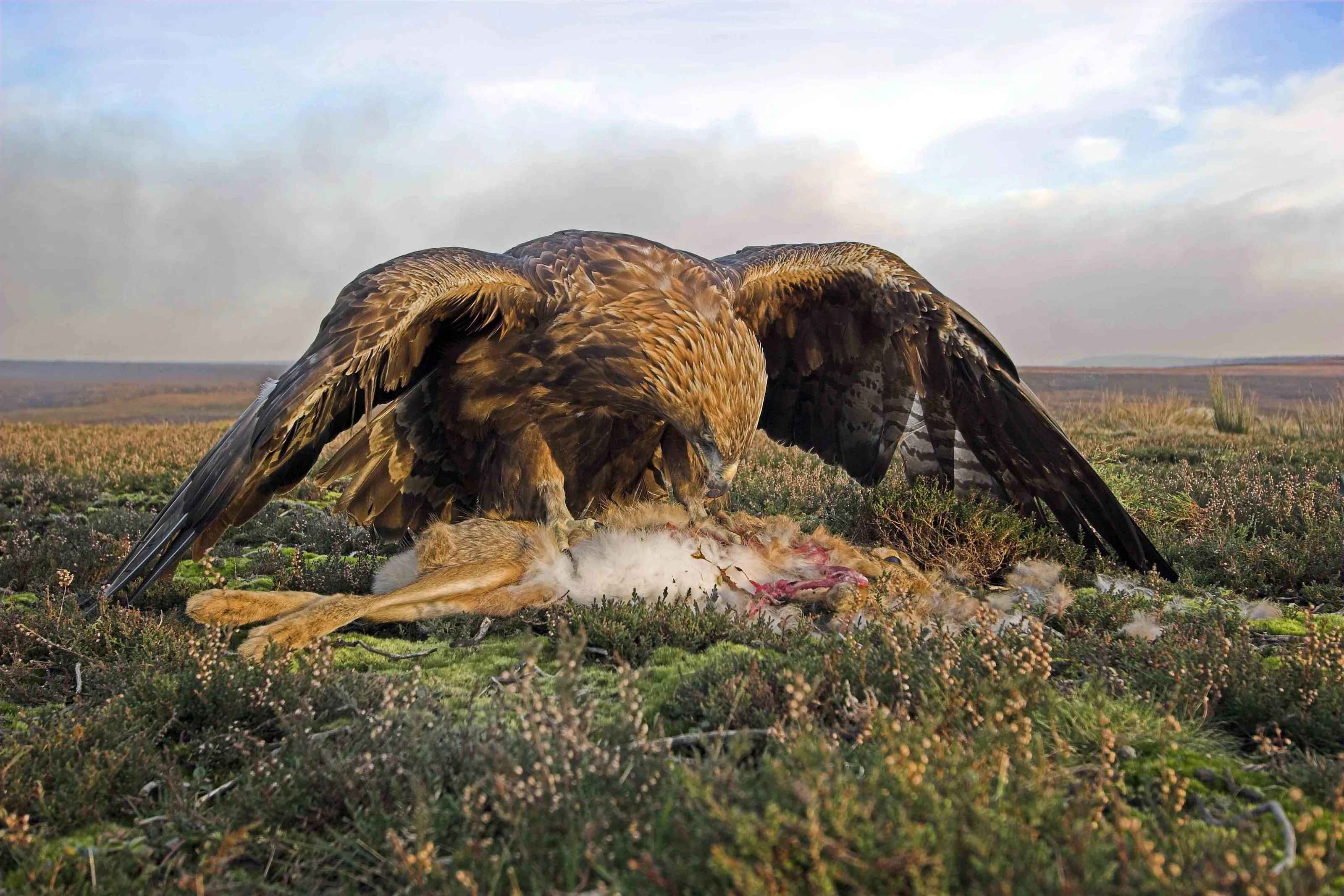 Golden eagle on prey