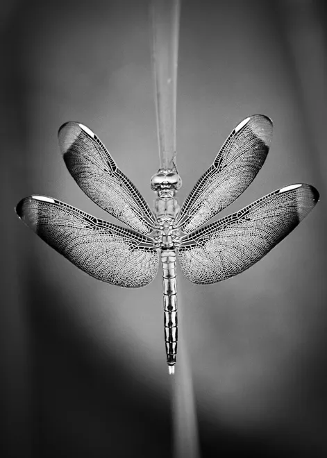 dragonfly