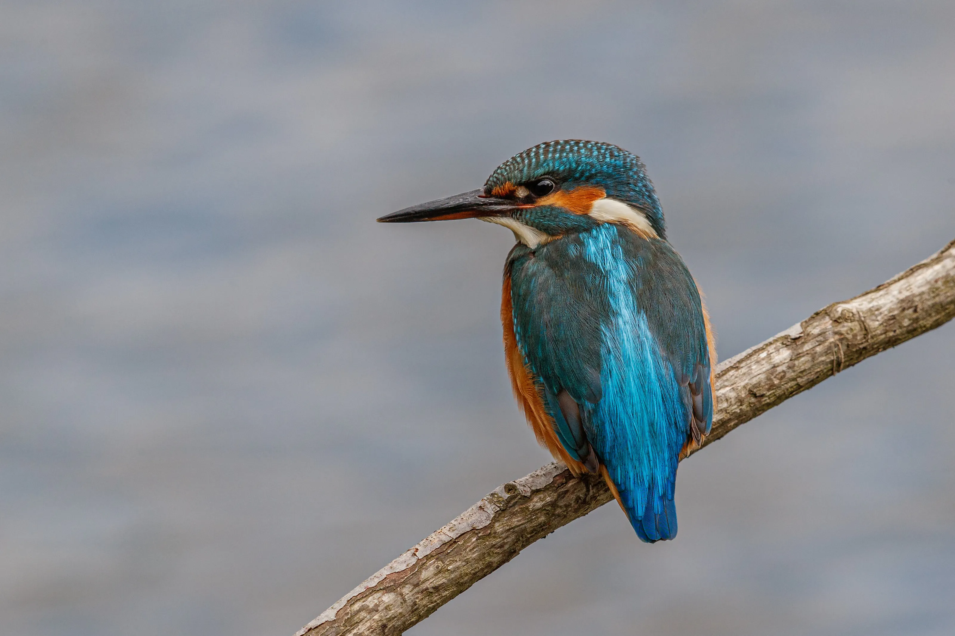 Kingfisher