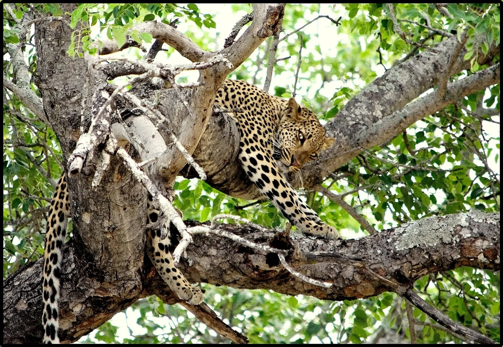 Leopard in tree