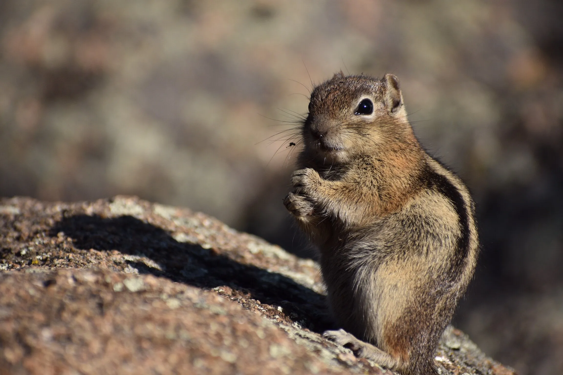 Chipmunk in the Rockies,