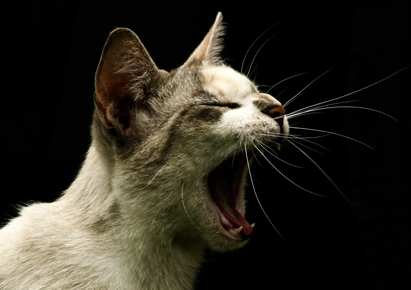 stray cat
