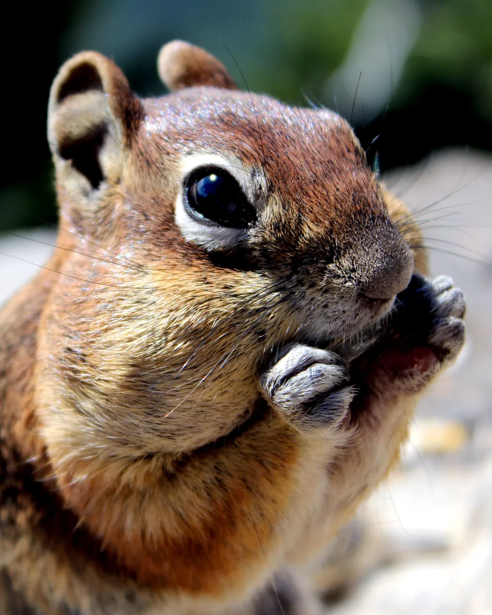 Entry 4709701