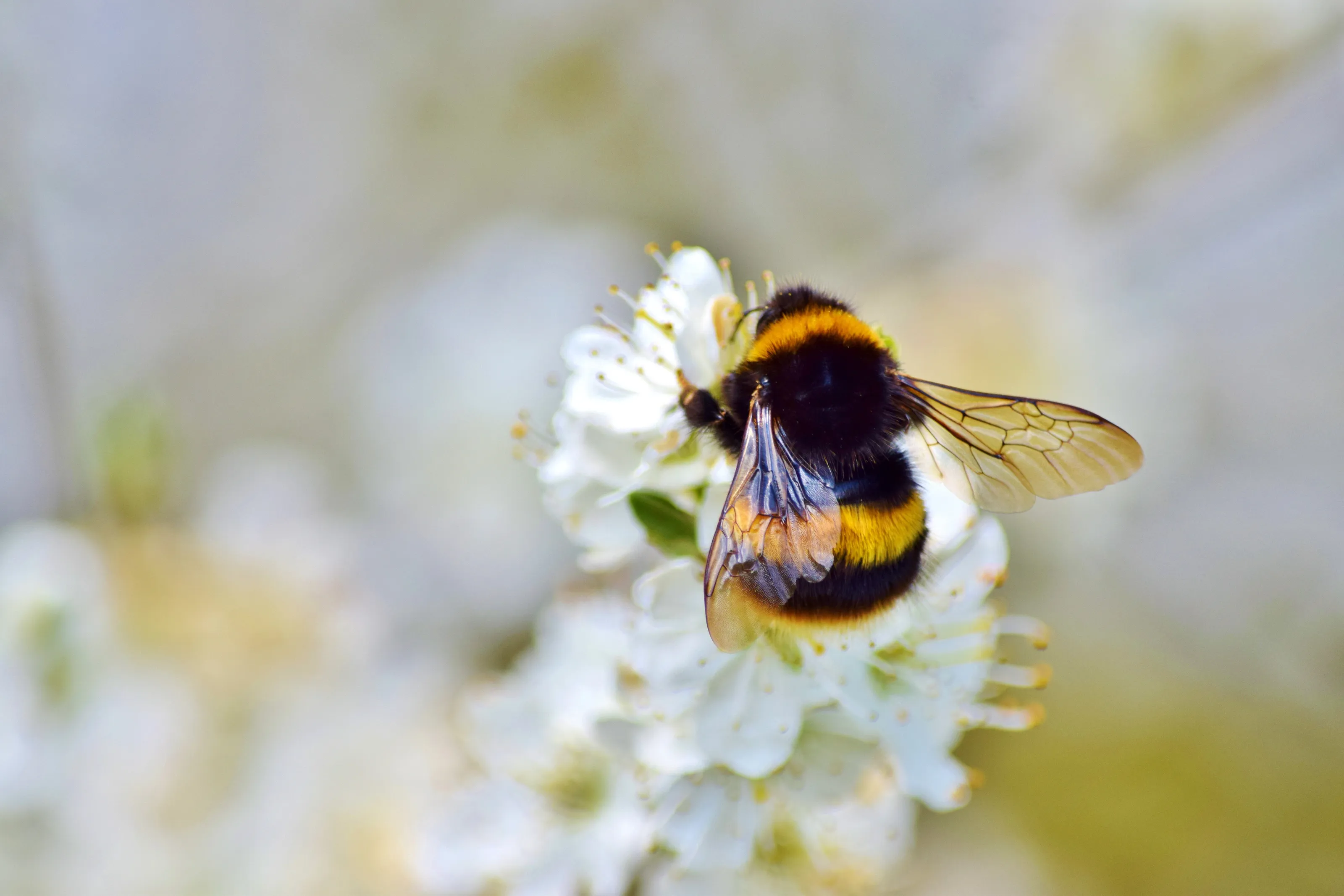 Bumblebee on Hawthorn