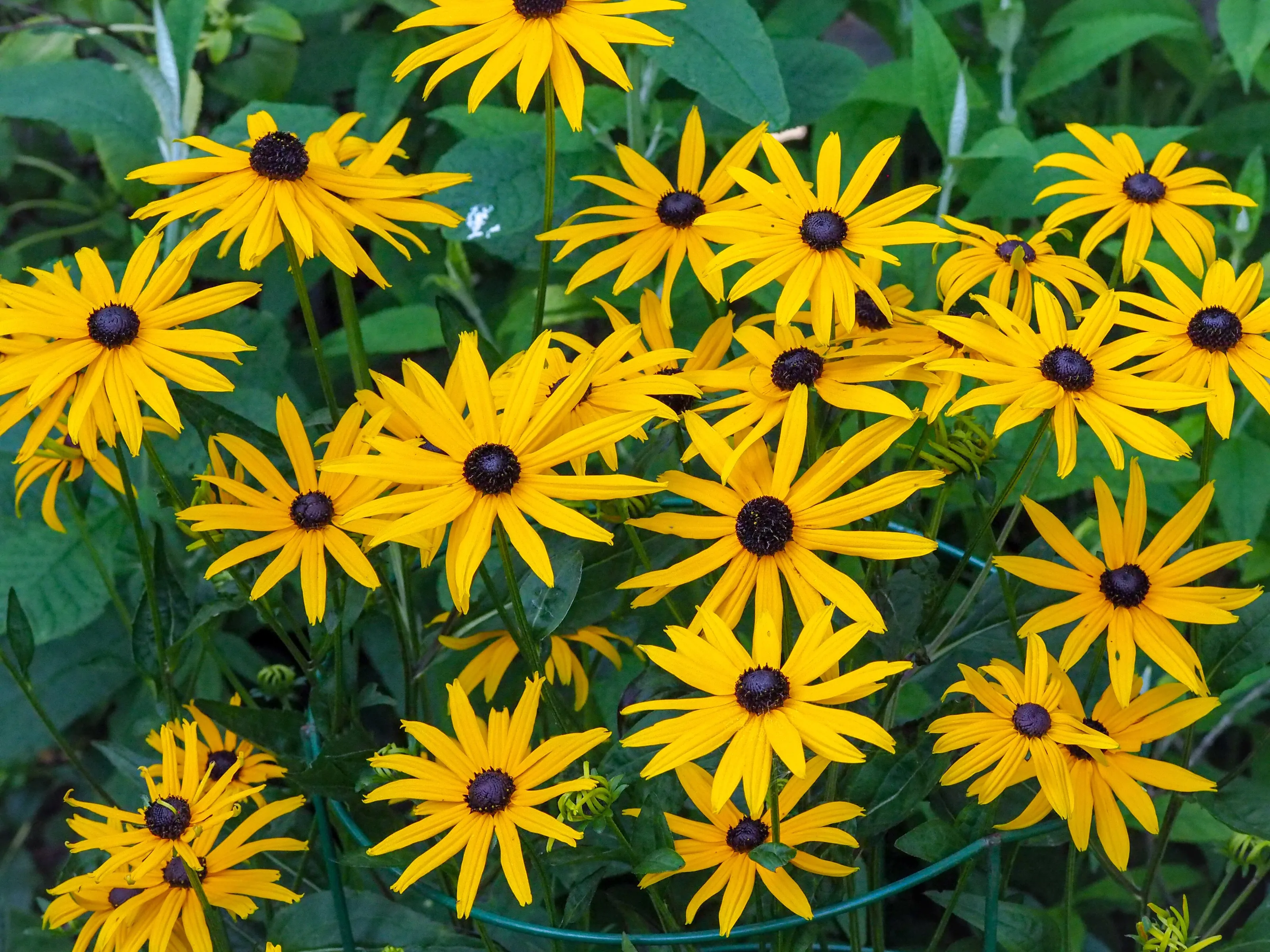 Black Eyed Susan
