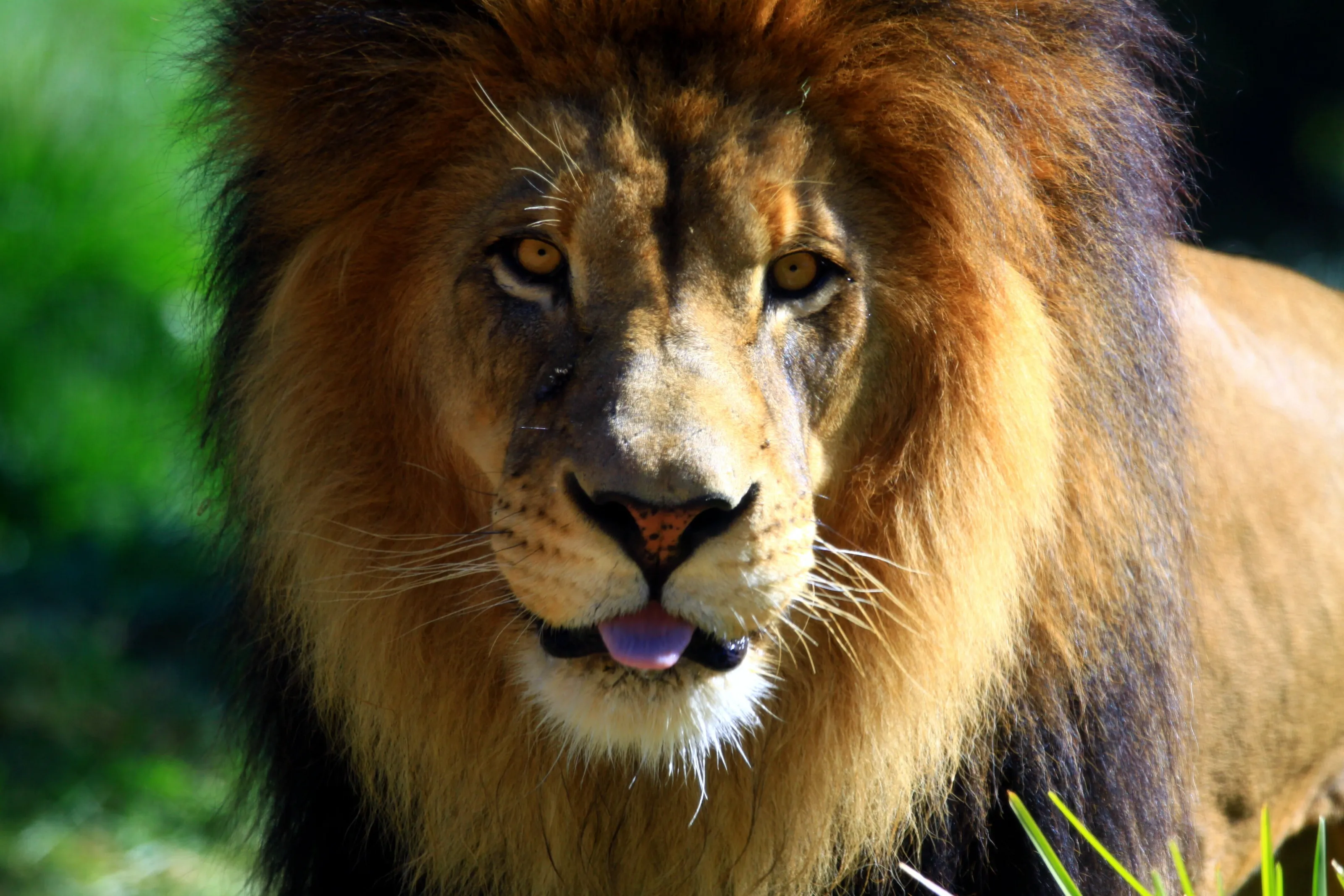 IZU PRIDE