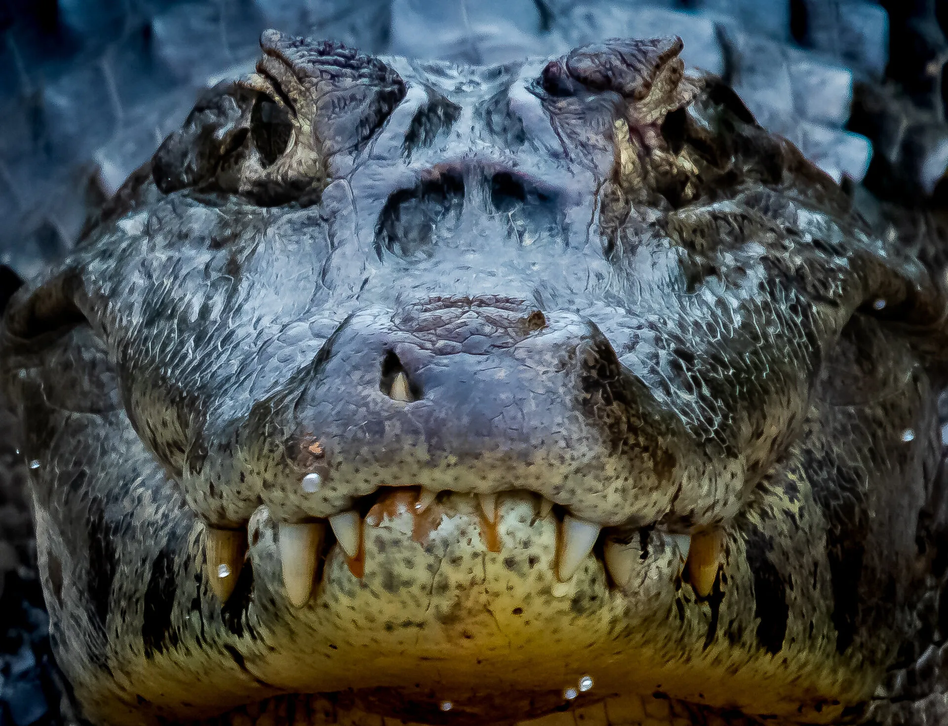 Caiman at pantanal - Brazil