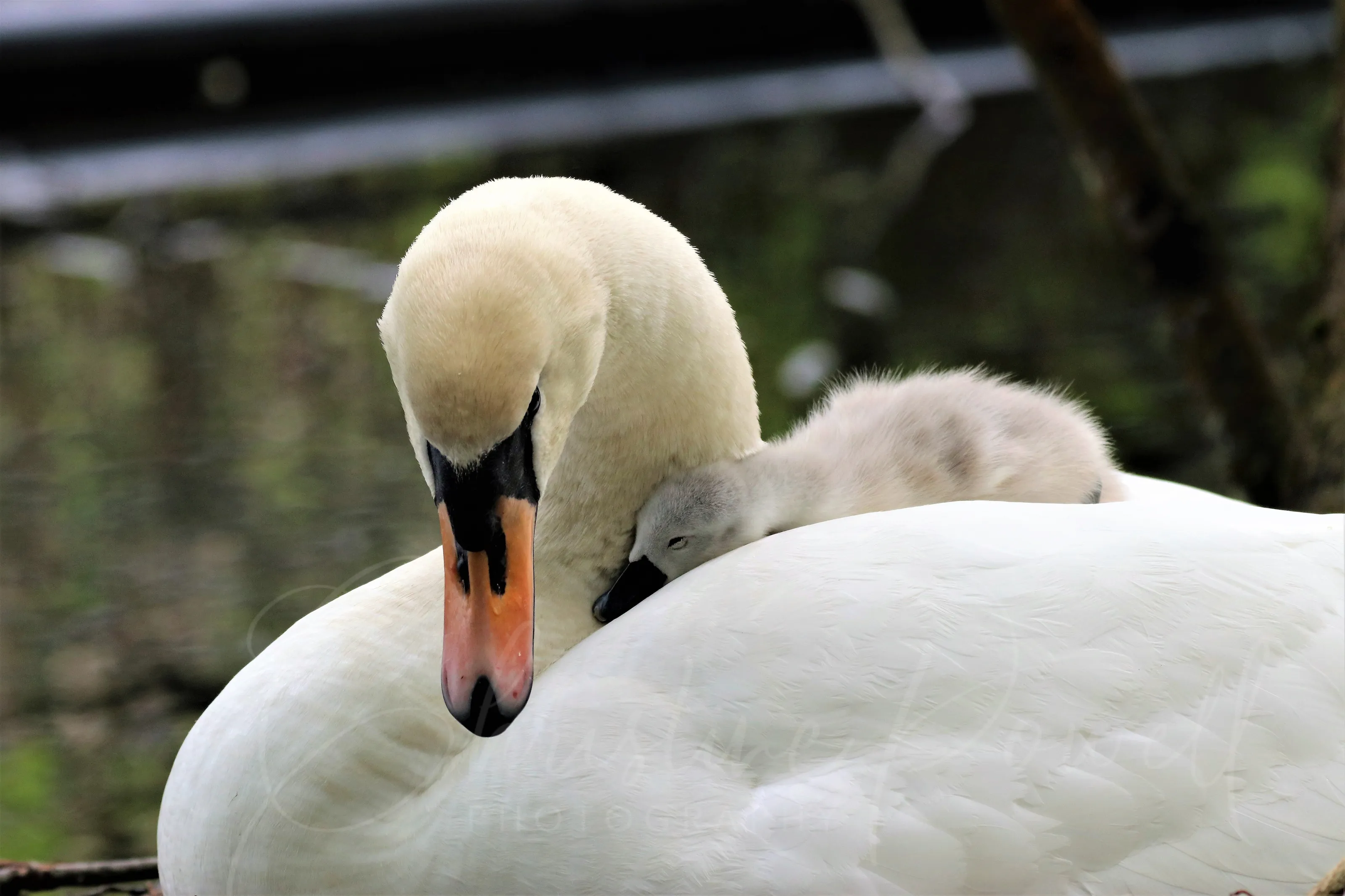 A Mothers Love