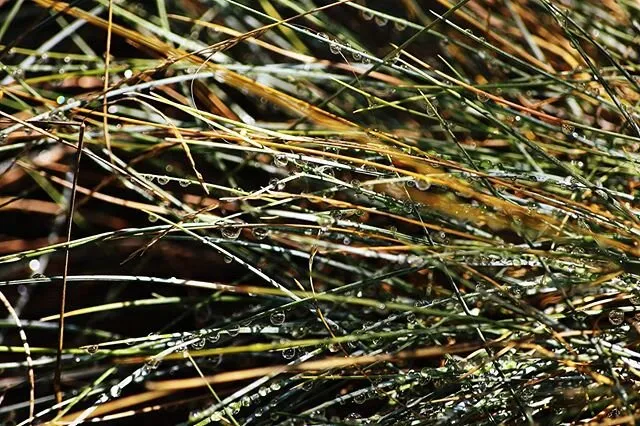 Wet Grass