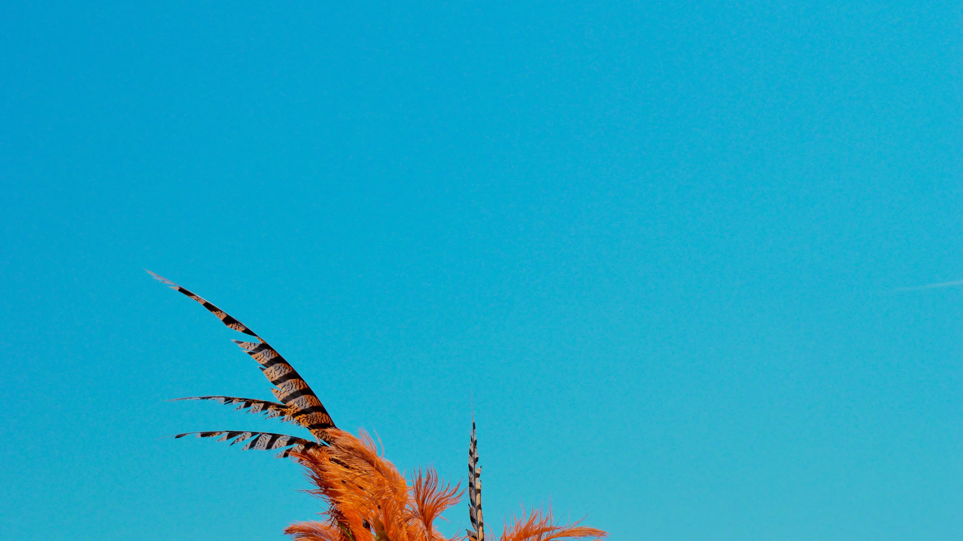 Banner image