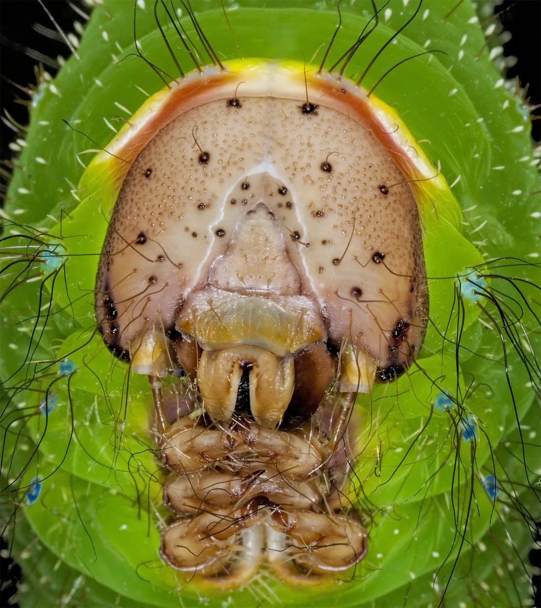 Antherea pernyi caterpillar head (Chinese oak silk moth)