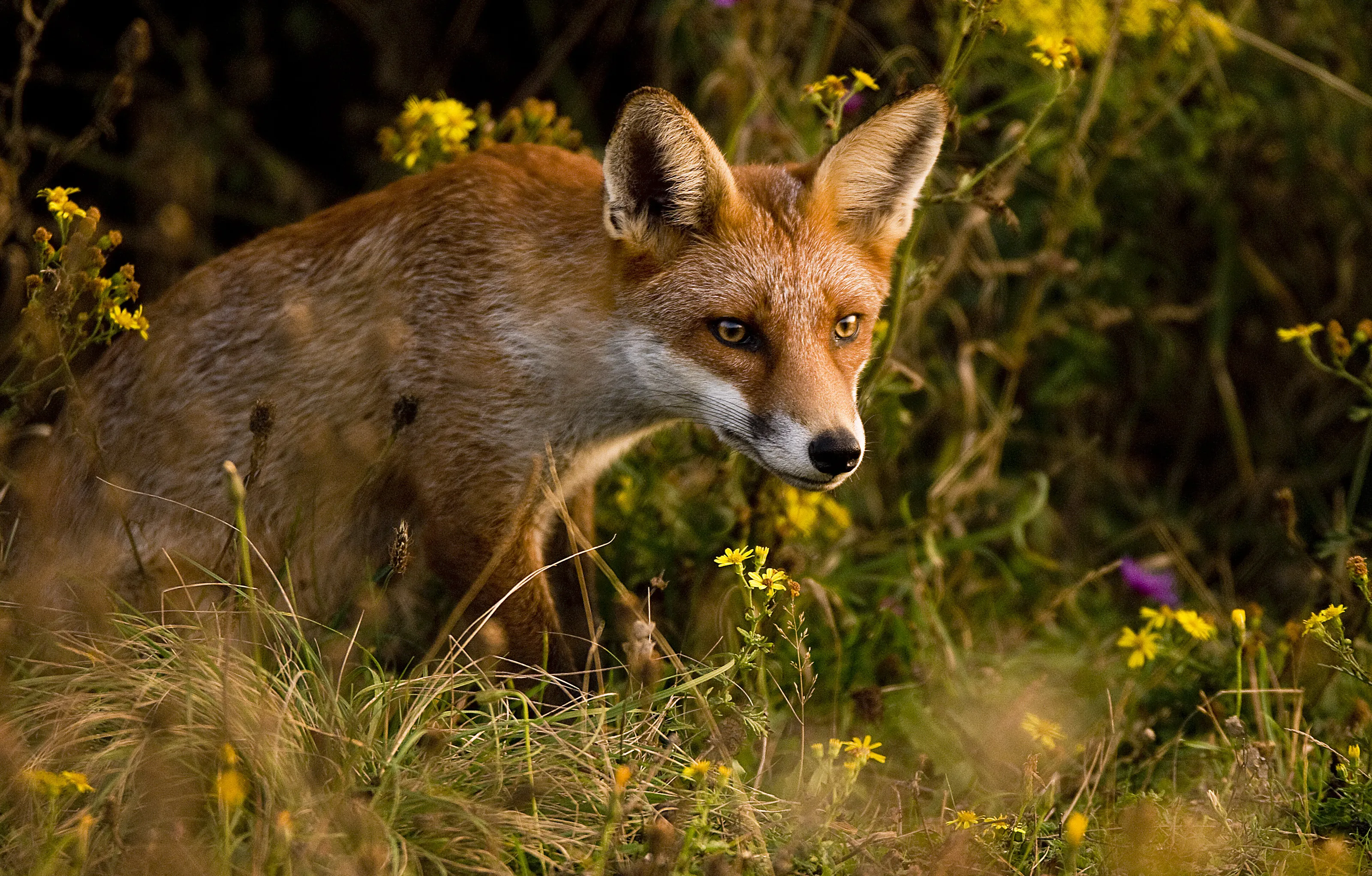 Red Fox