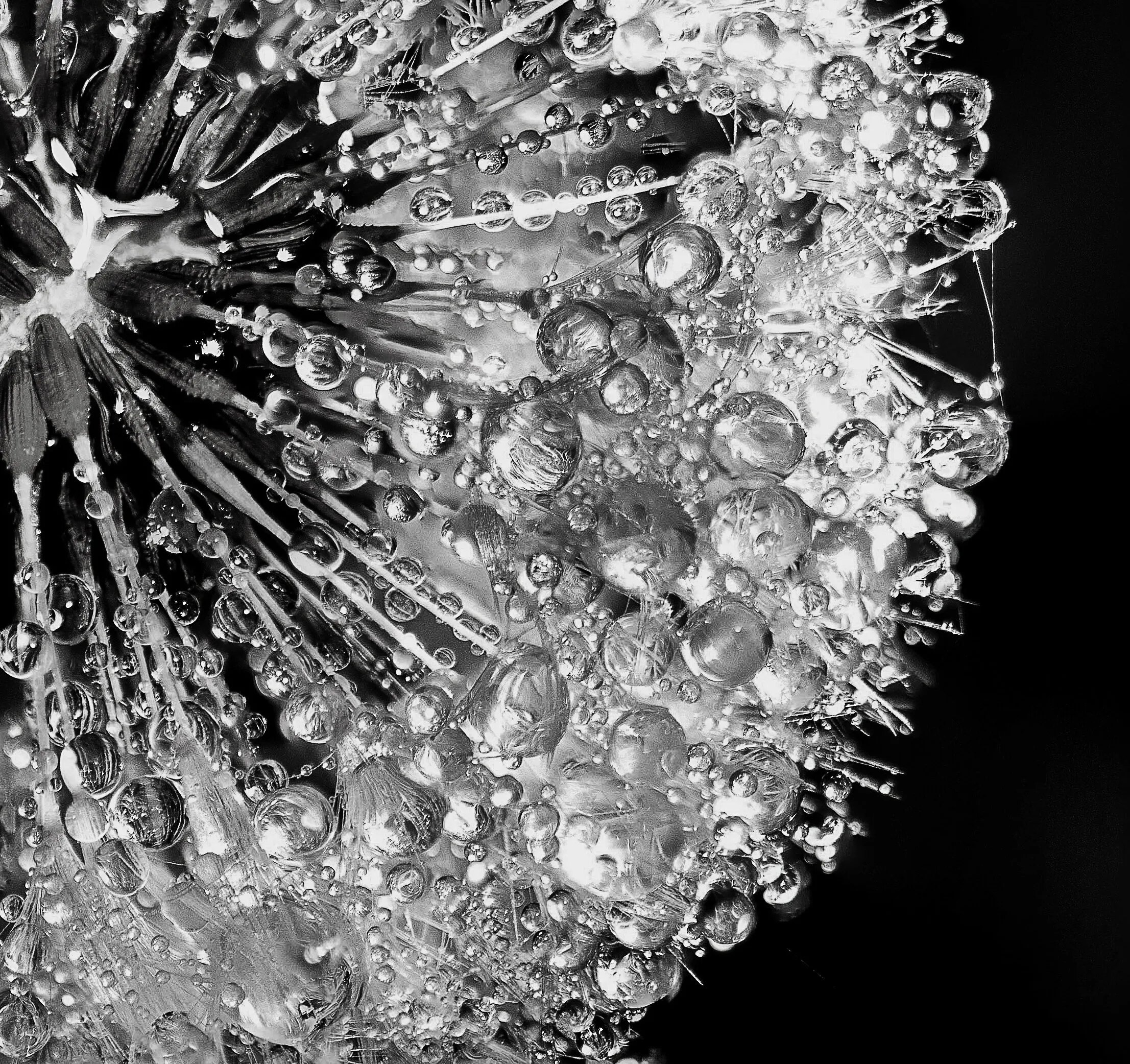 Diamond encrusted dandelion in dew