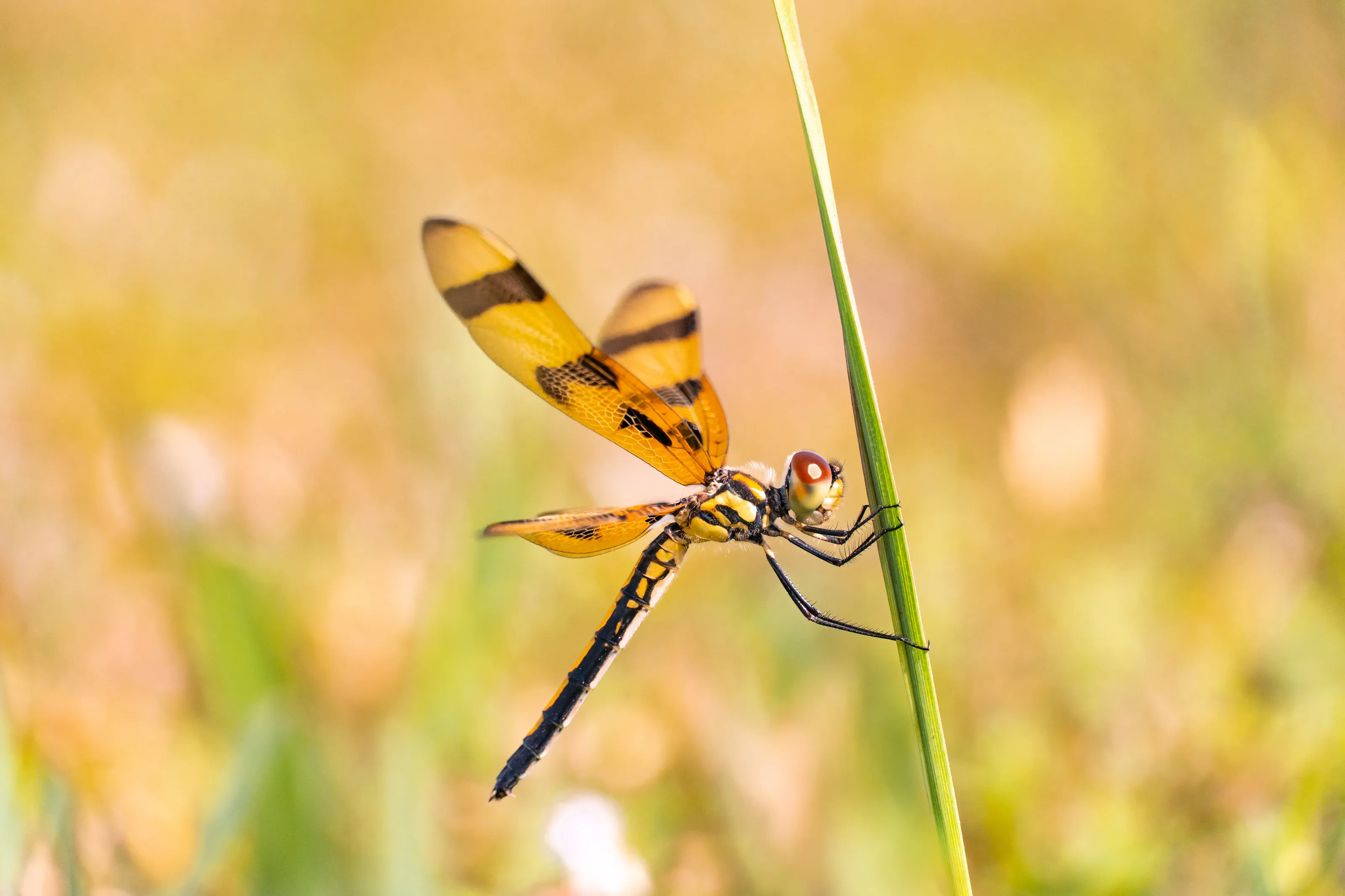 Dragonfly