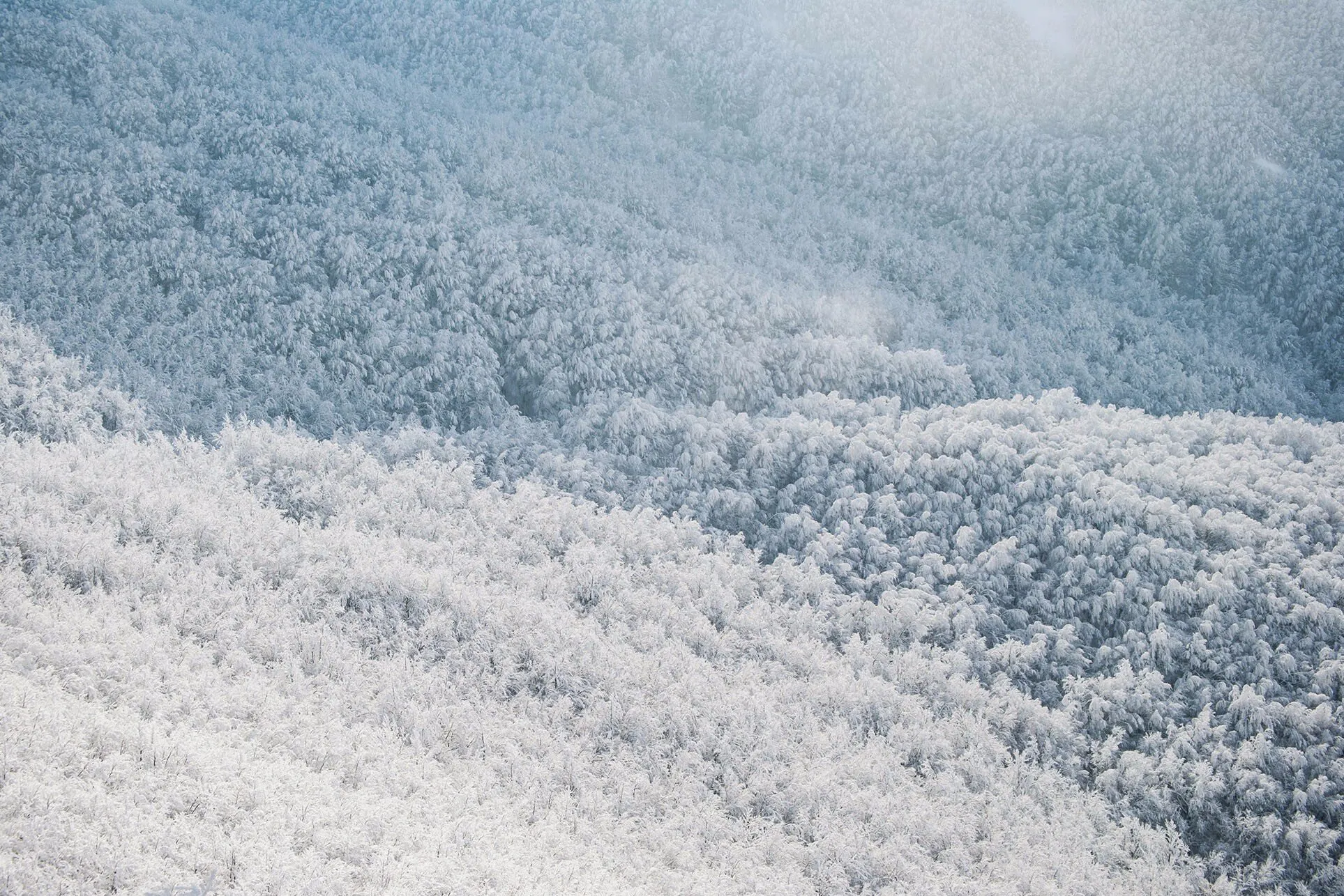 Winter Graffiti