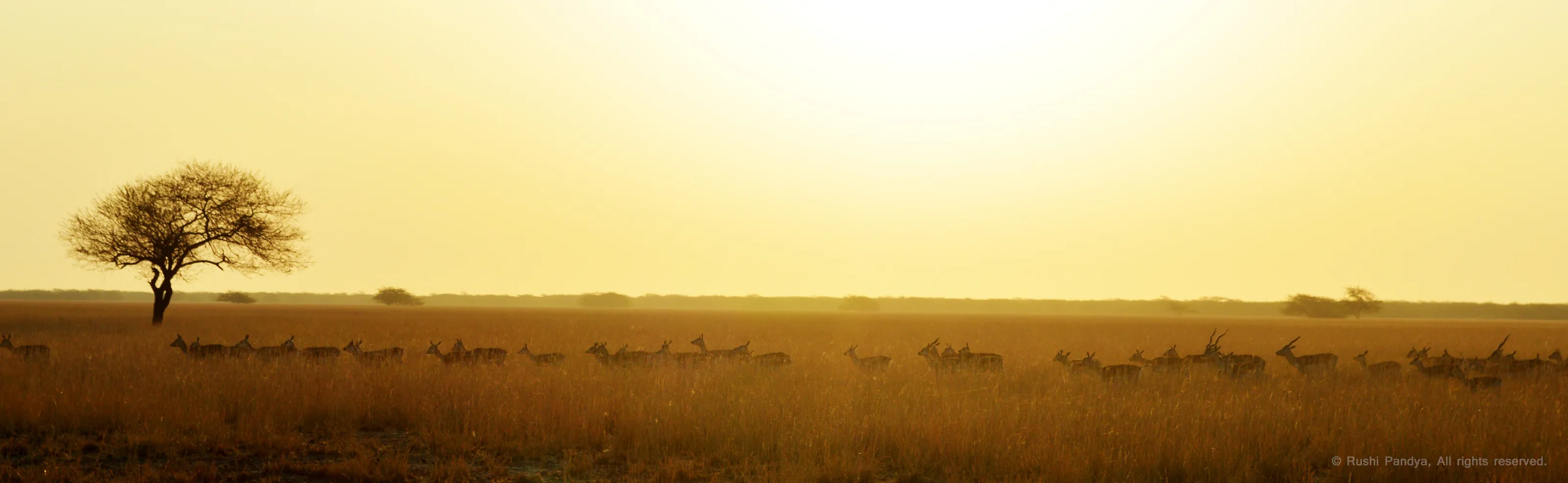 Blackbuck Velavadar National Park