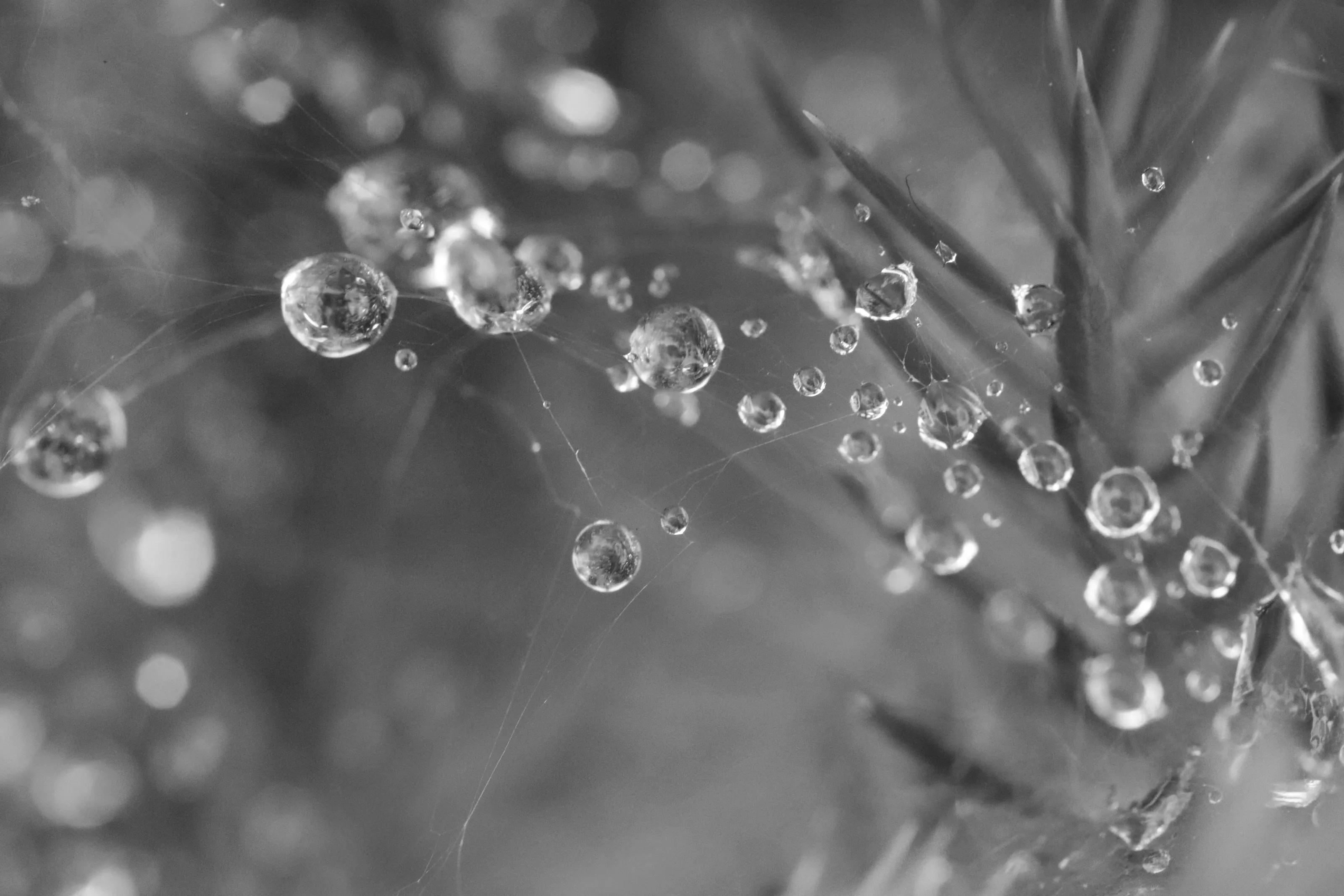 Water droplets