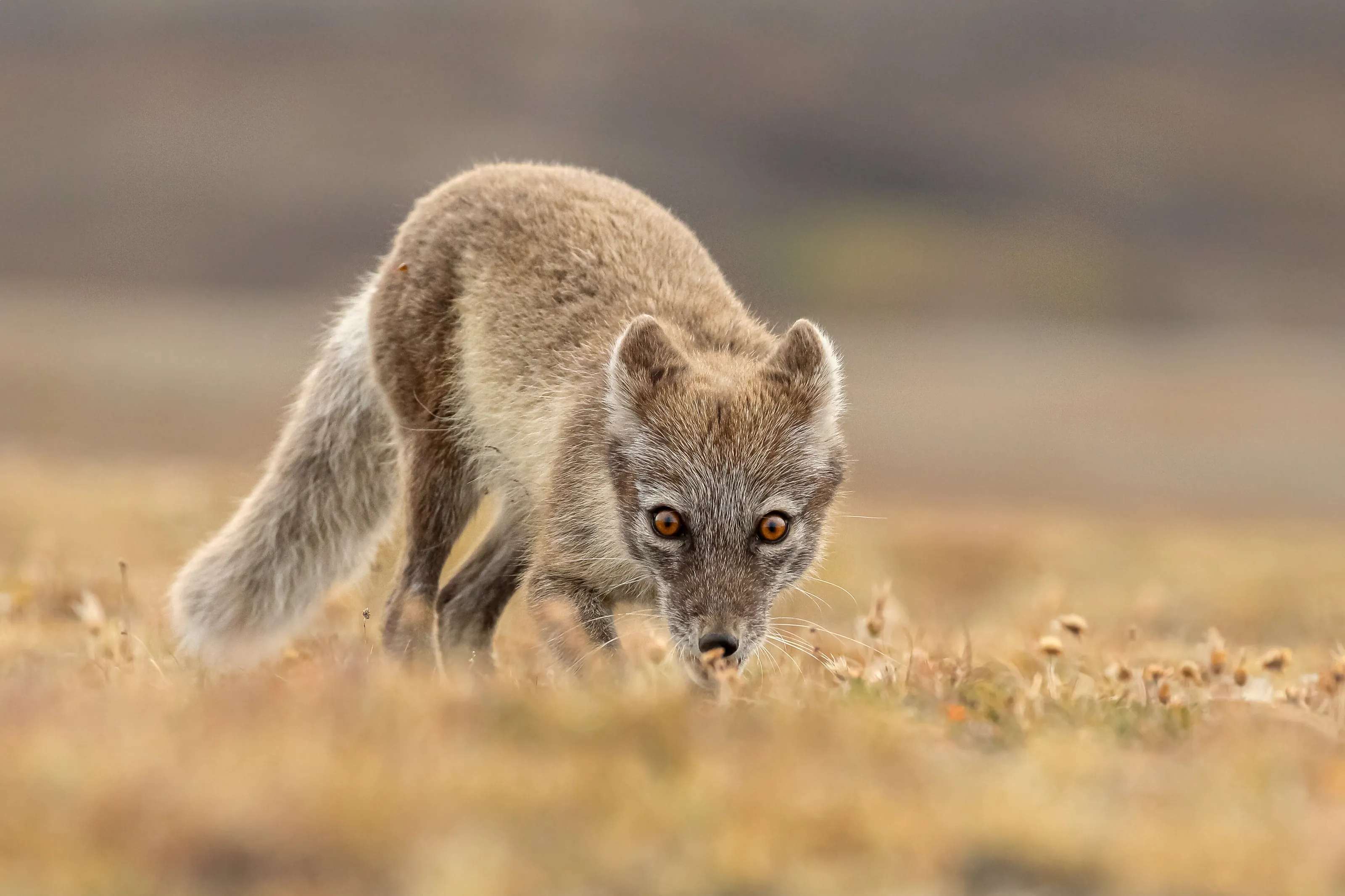 Svalbard Arctic Fox