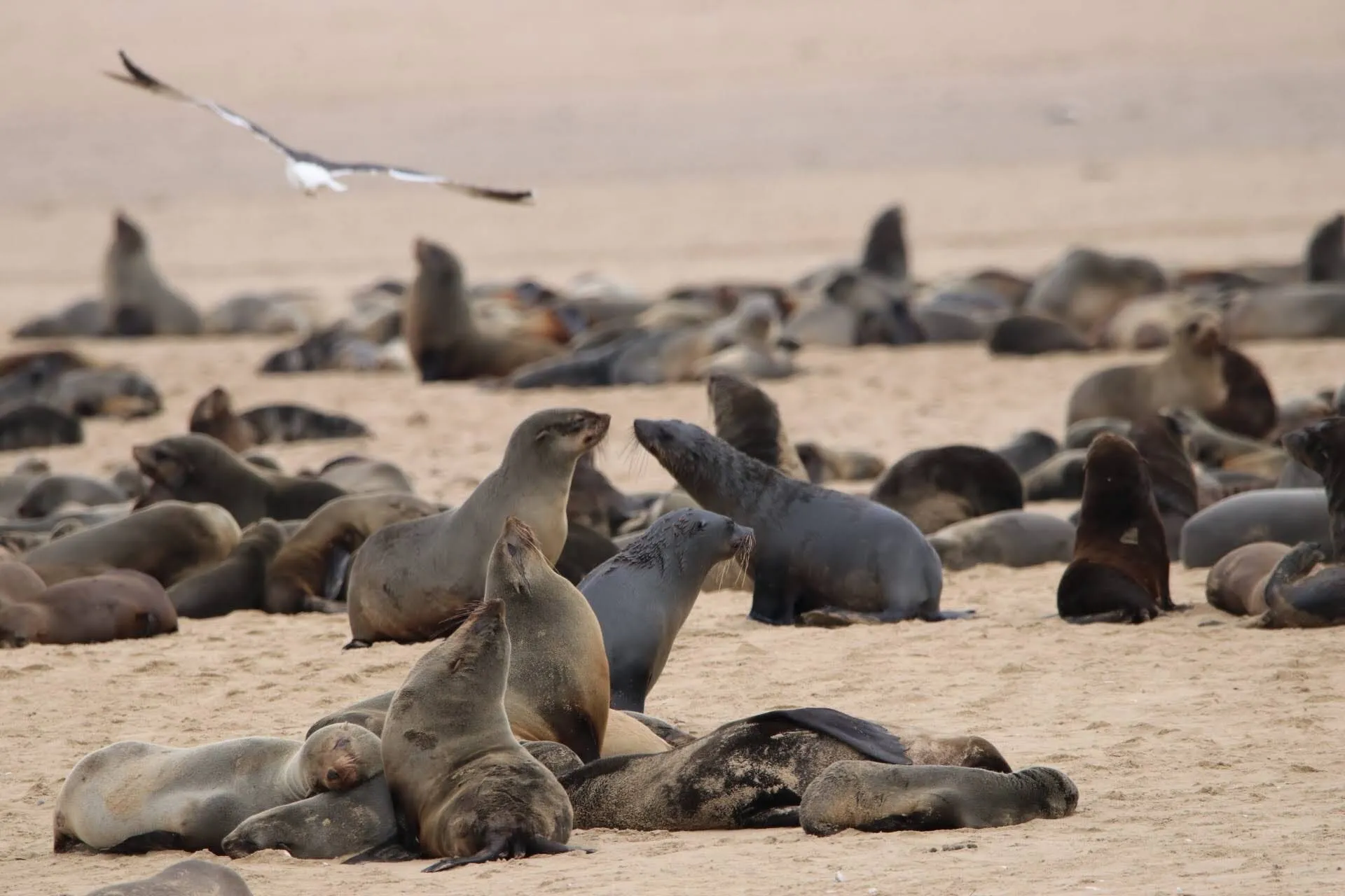 Walvis bay gathering
