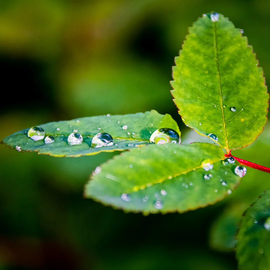 Water Droplets on Leaf