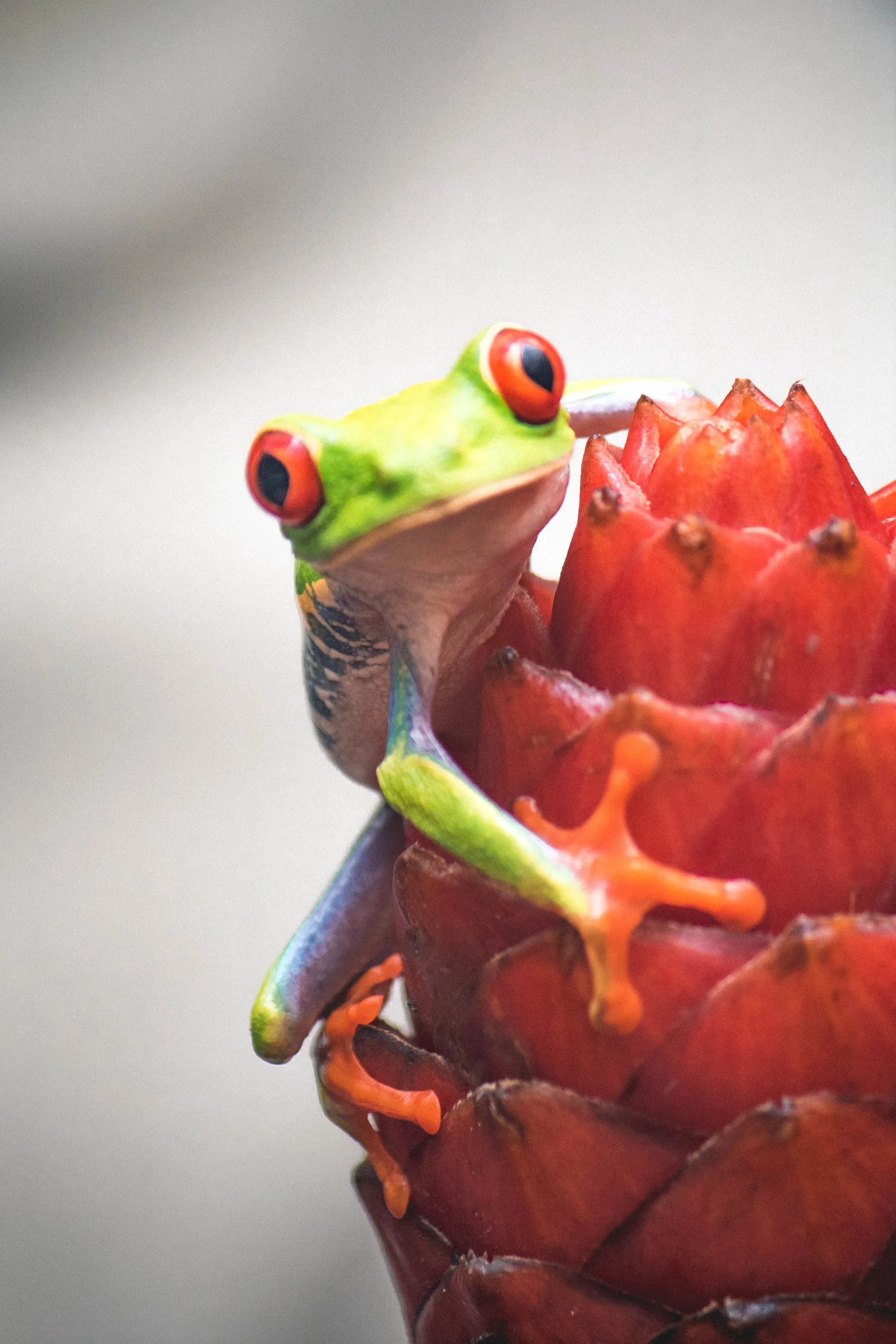 Inquisitive Tree Frog