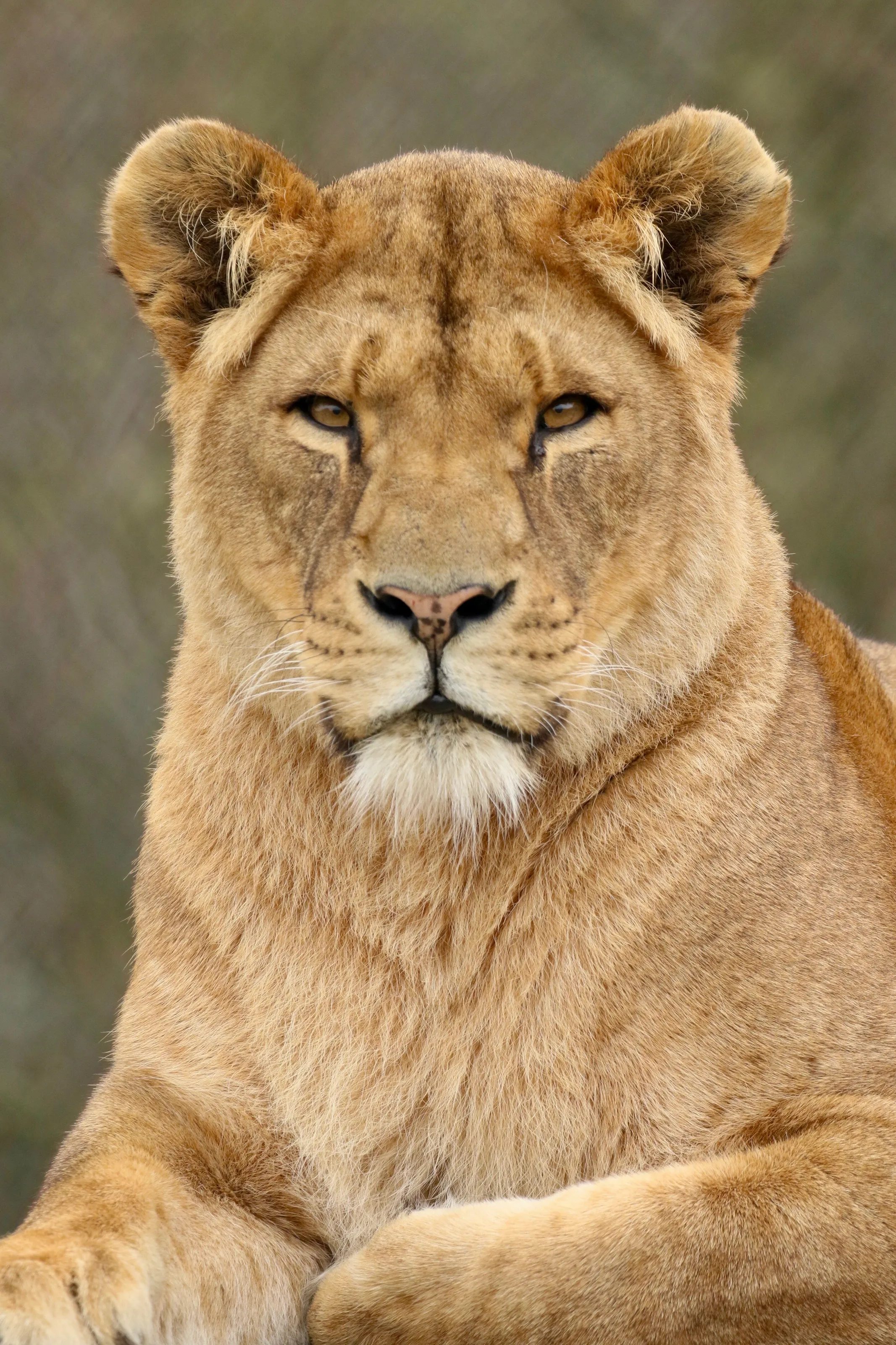 The Lioness