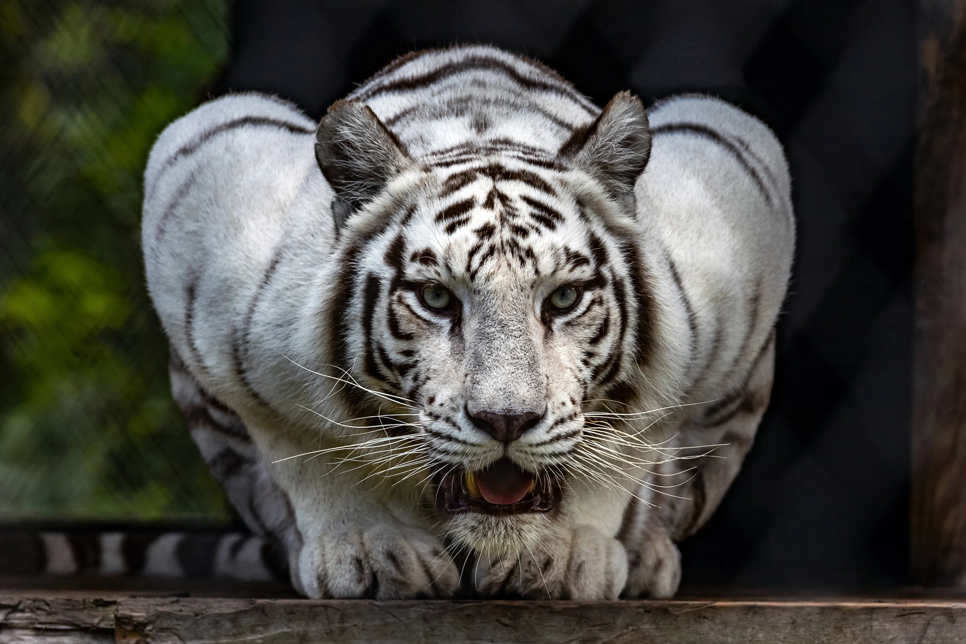 Runty the white tiger