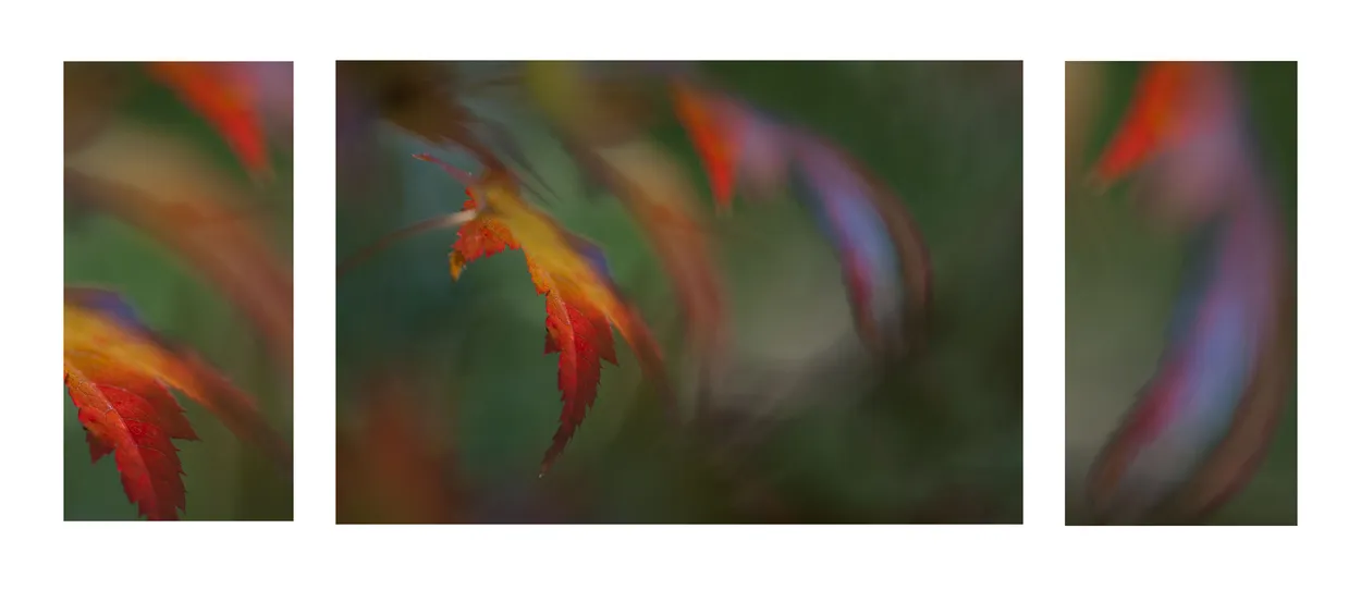 Entry 10910380
