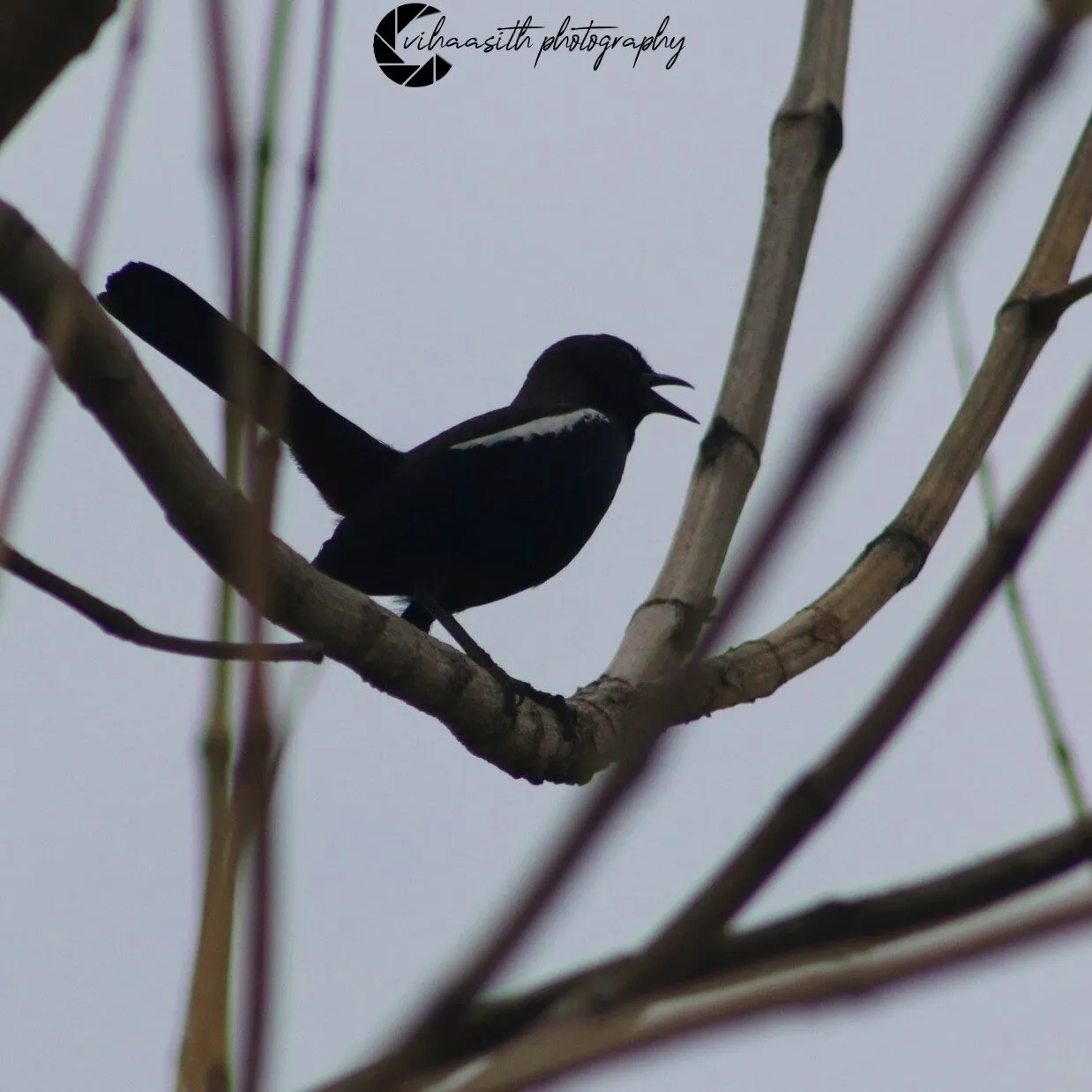 A bird and it's beauty