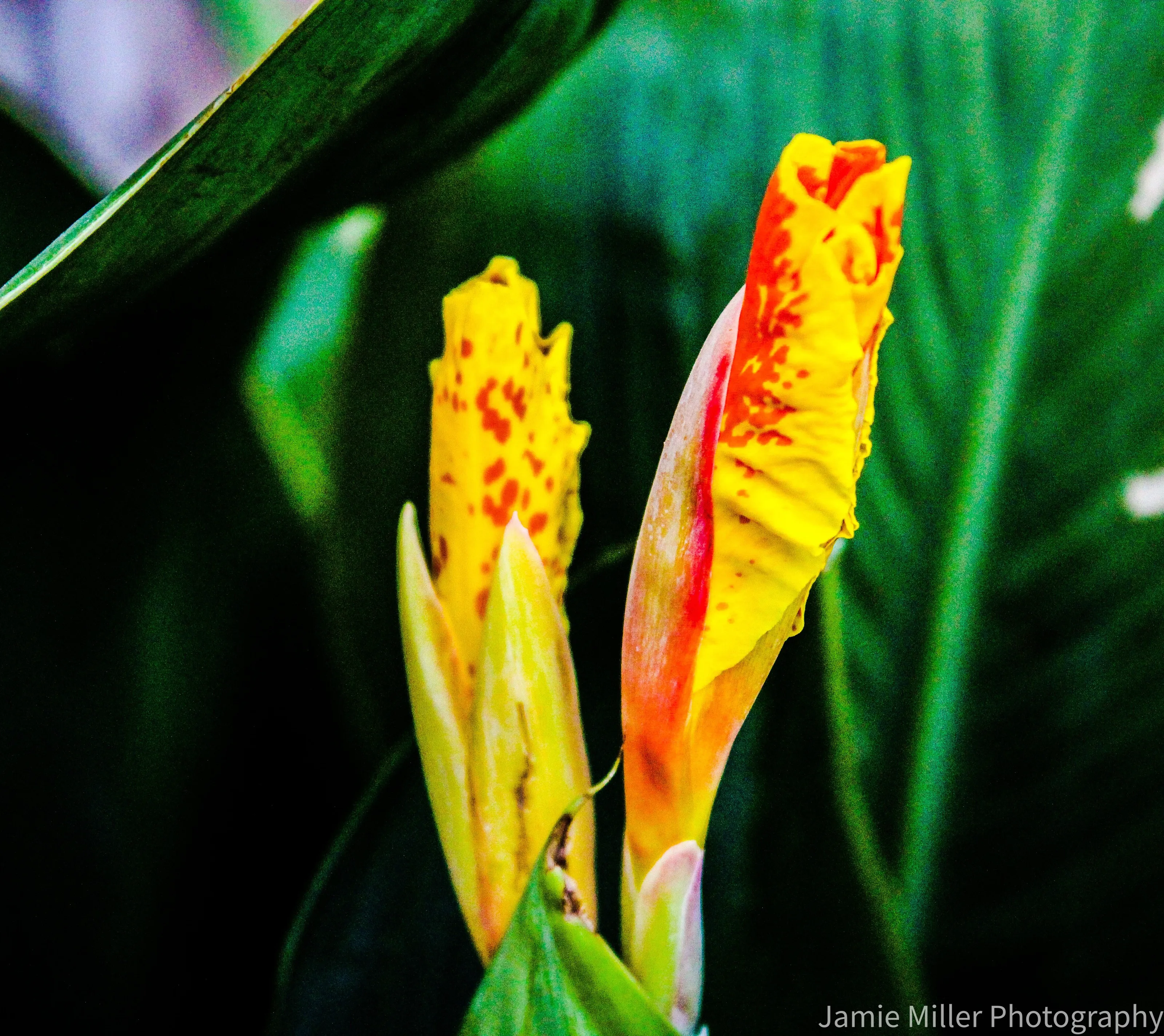 Yellow blooms