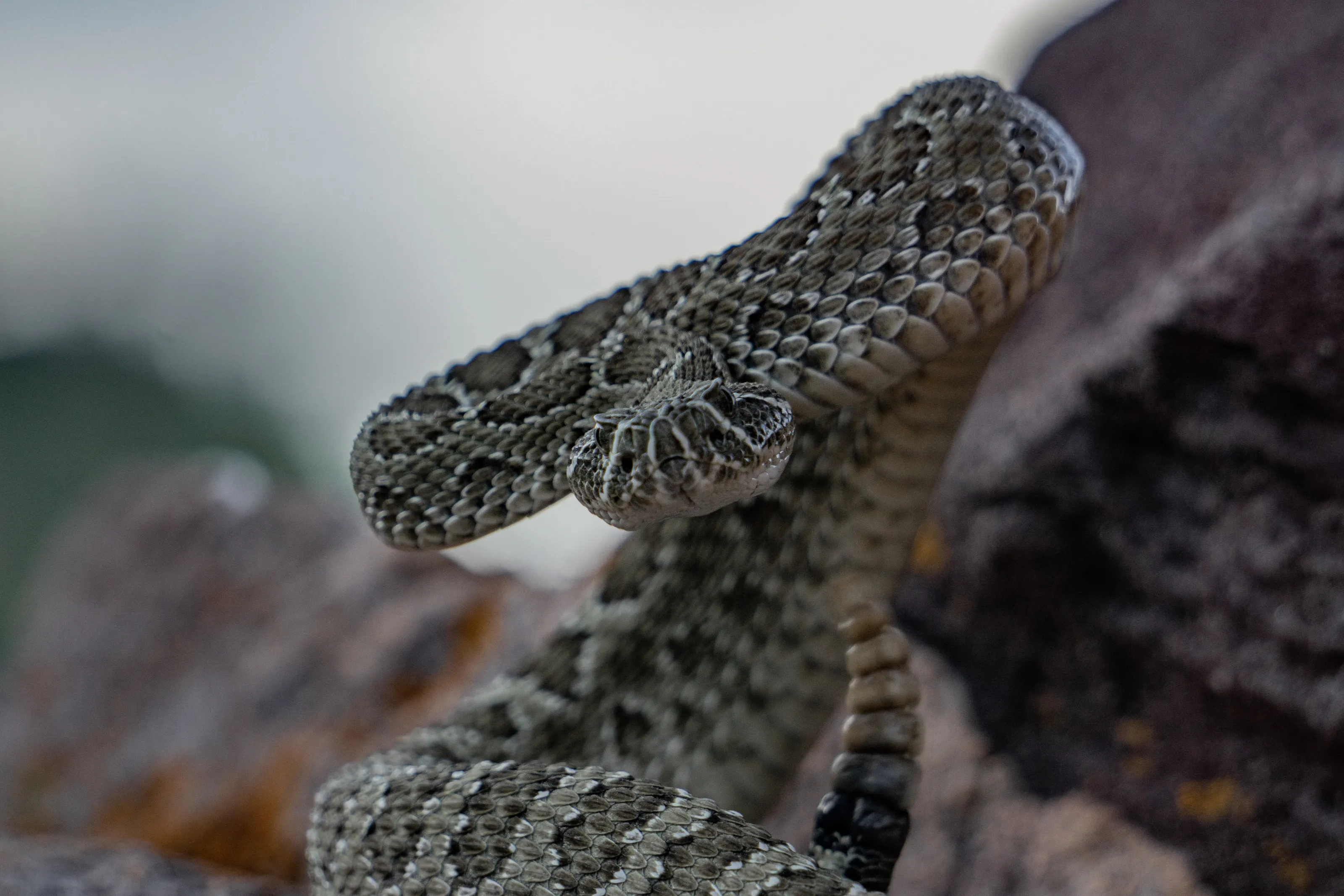 Prairie Rattlesnake