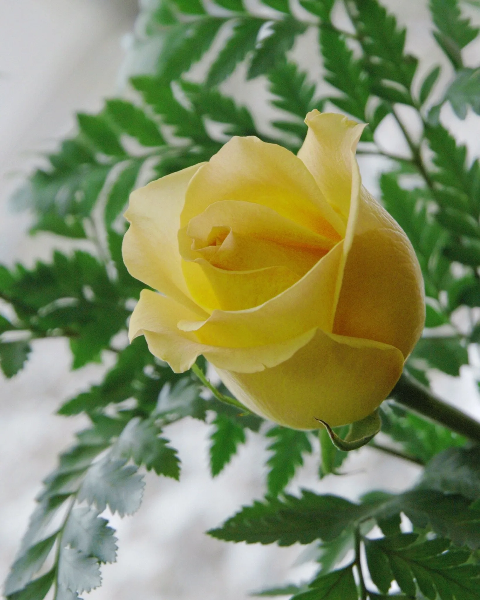 Yellow Rose