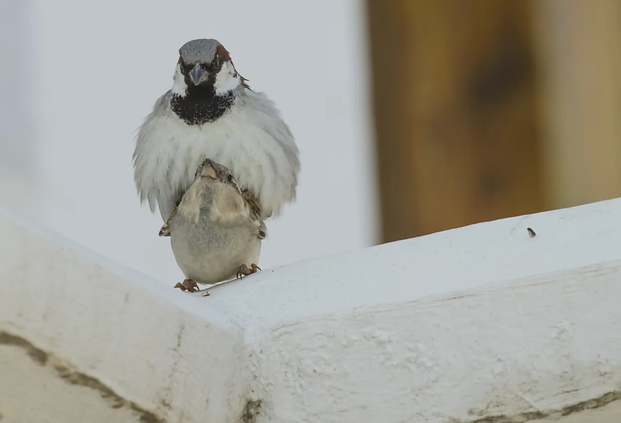 Entry 27421