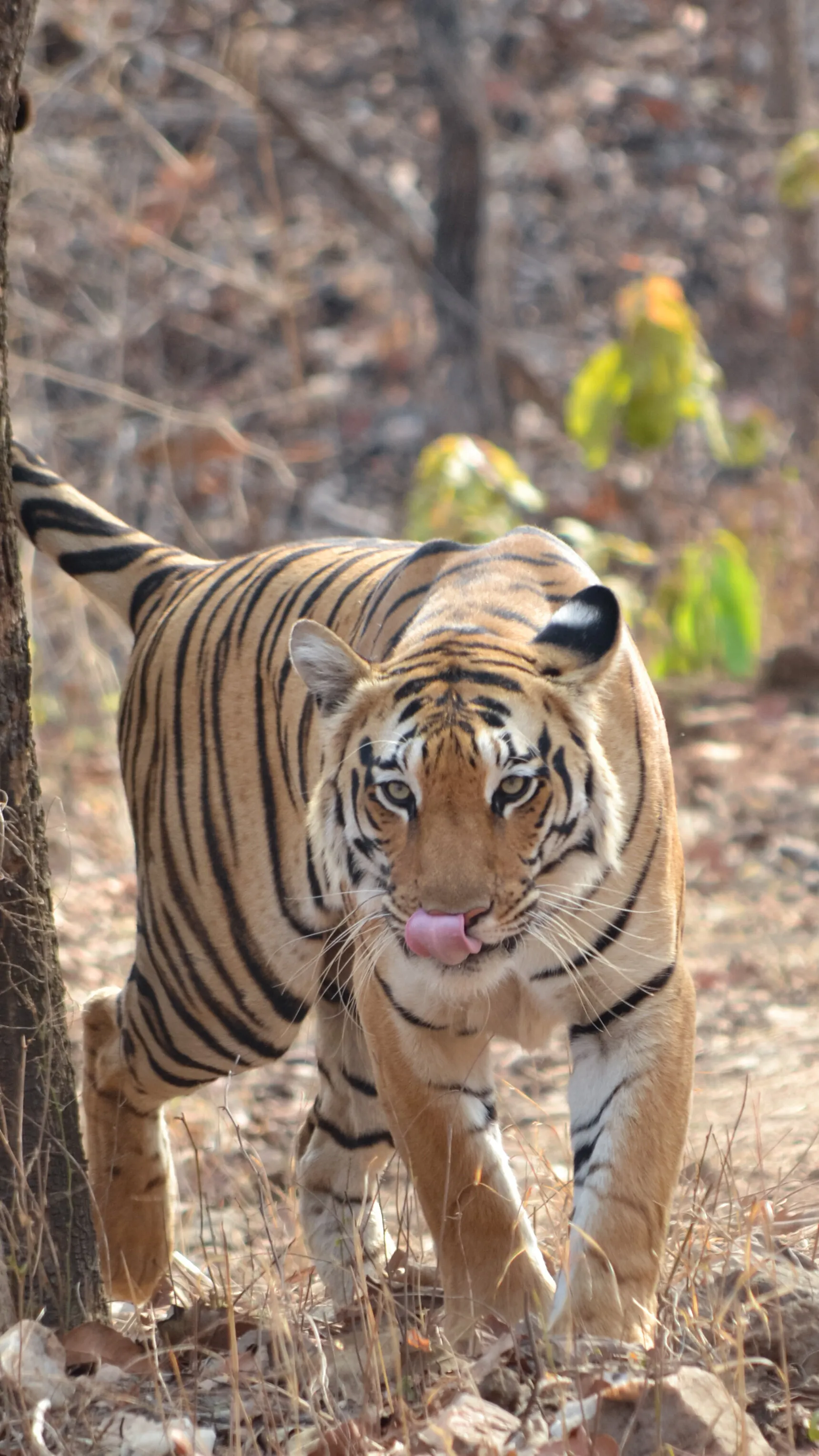 Tigress posing