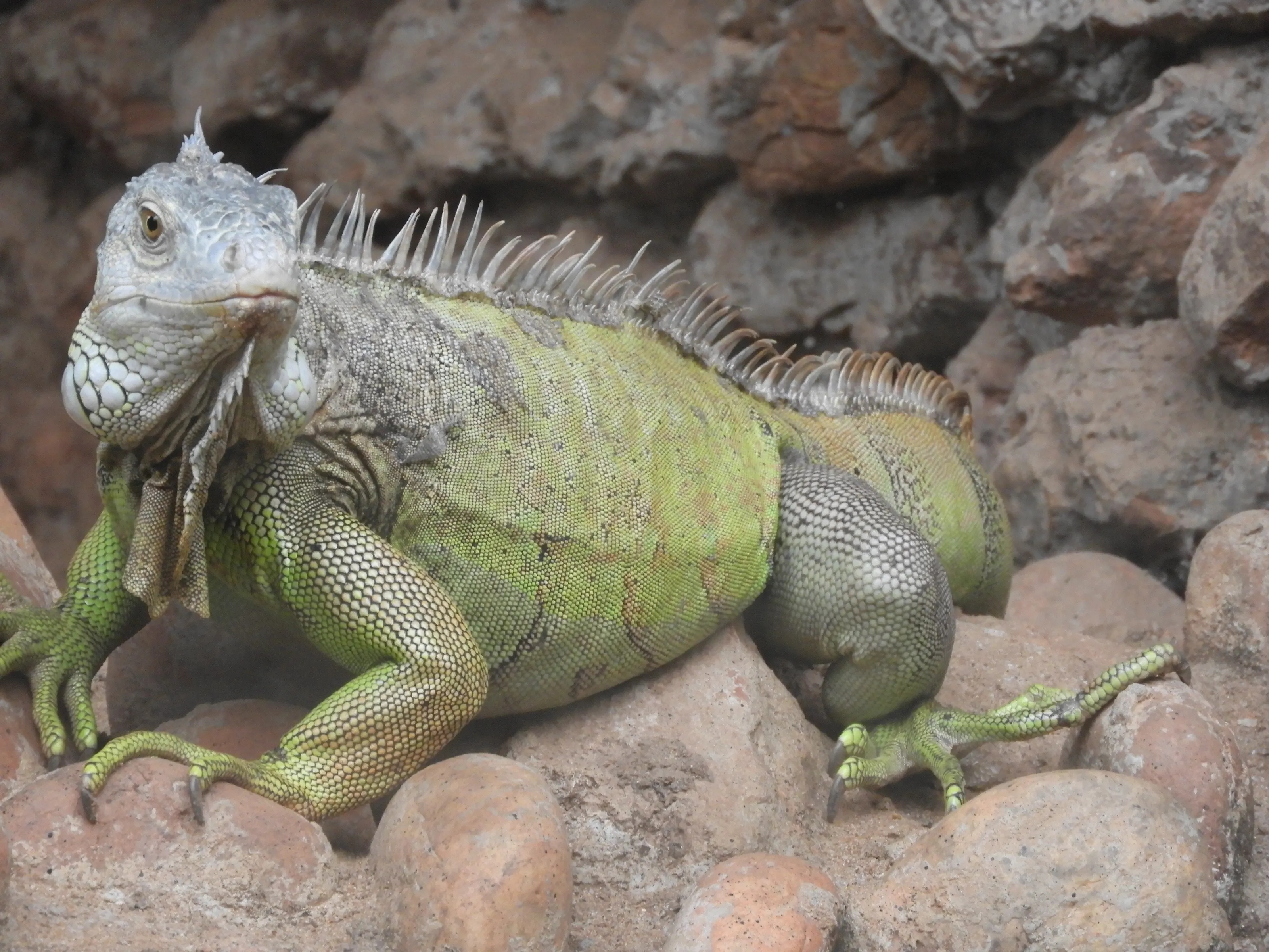 Monster lizard
