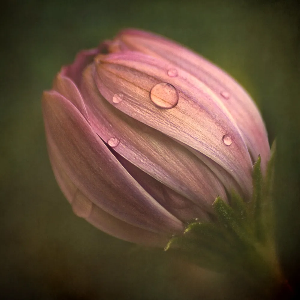 Pink Daisy