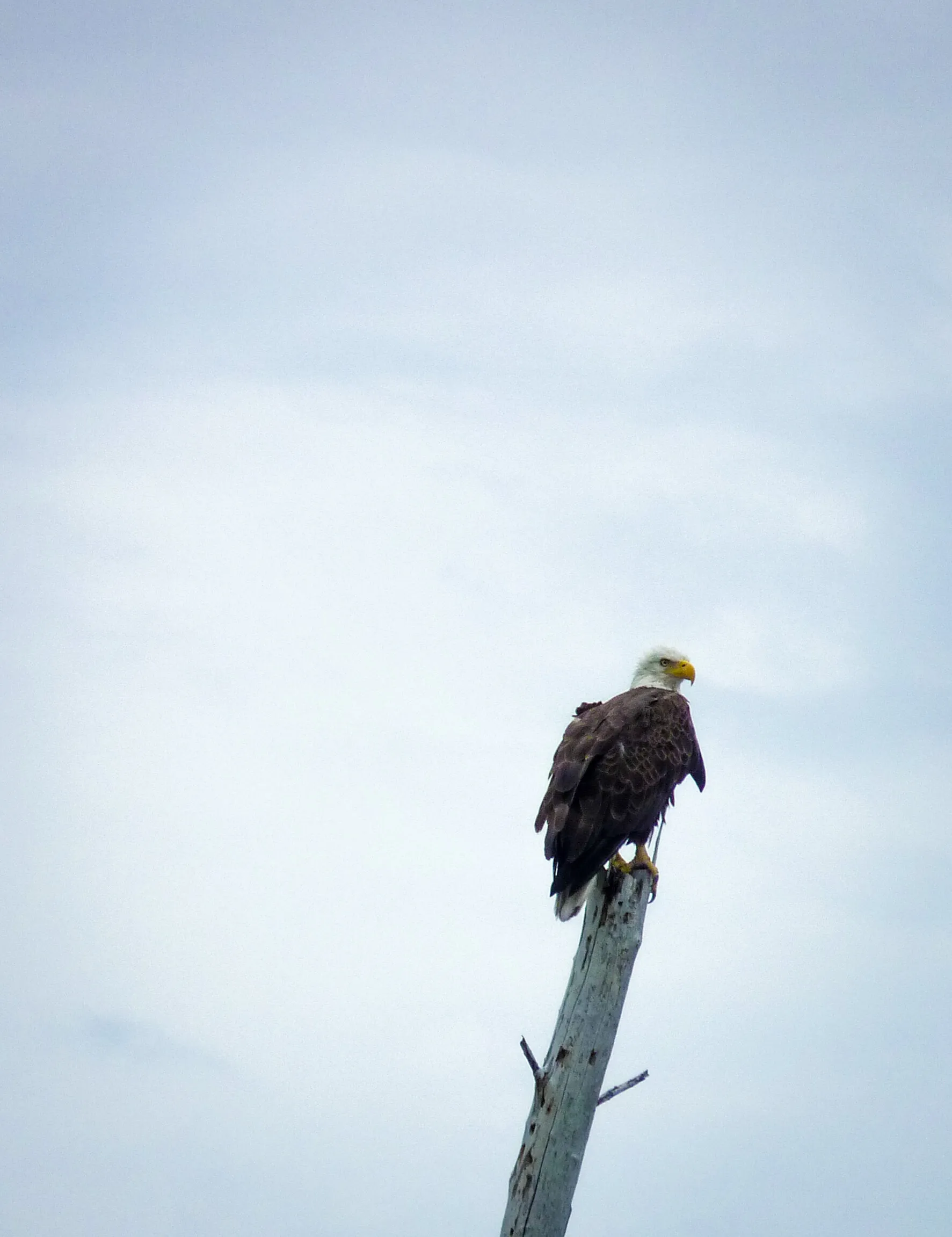 Bald Eagle in Florida