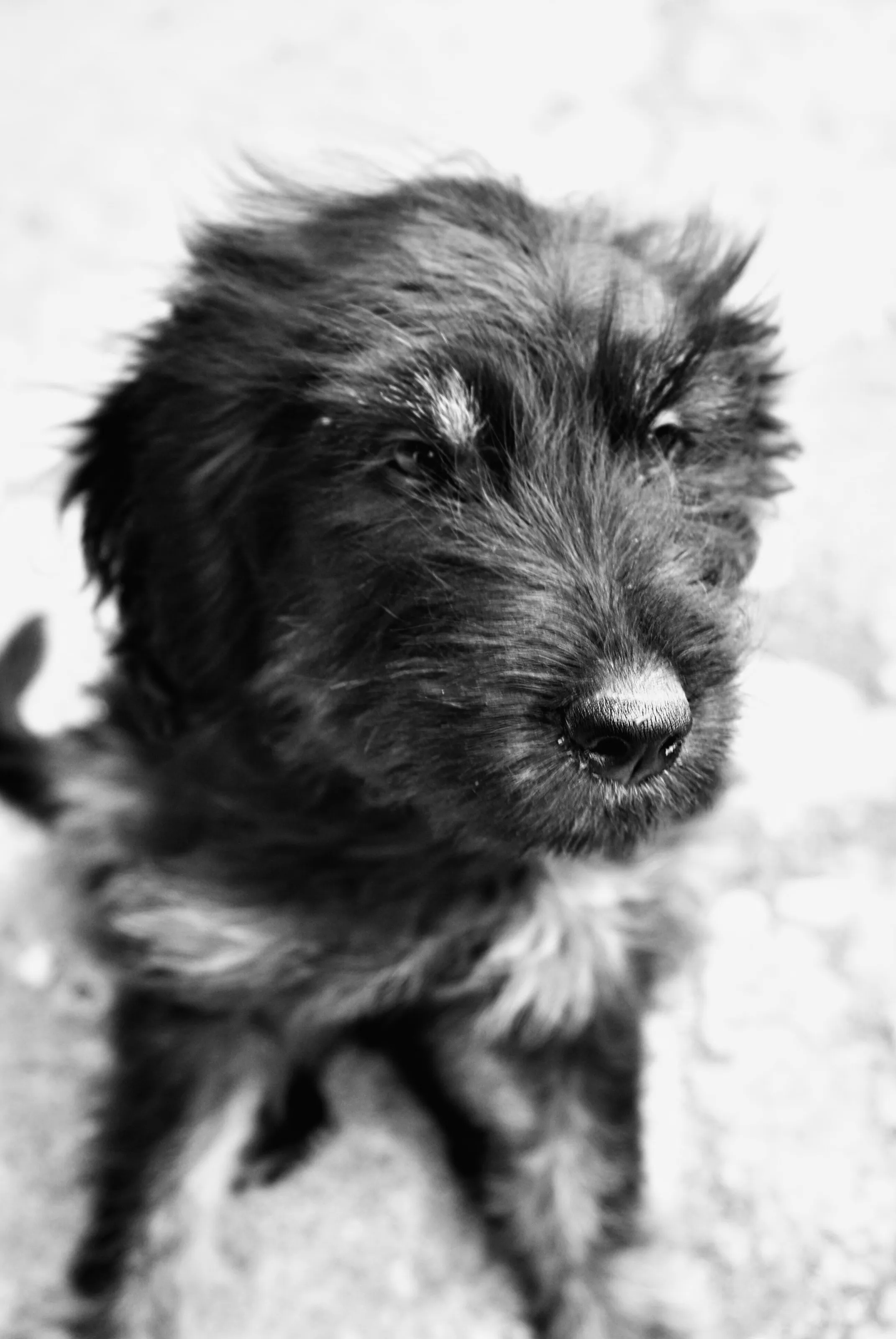 Little Mishka
