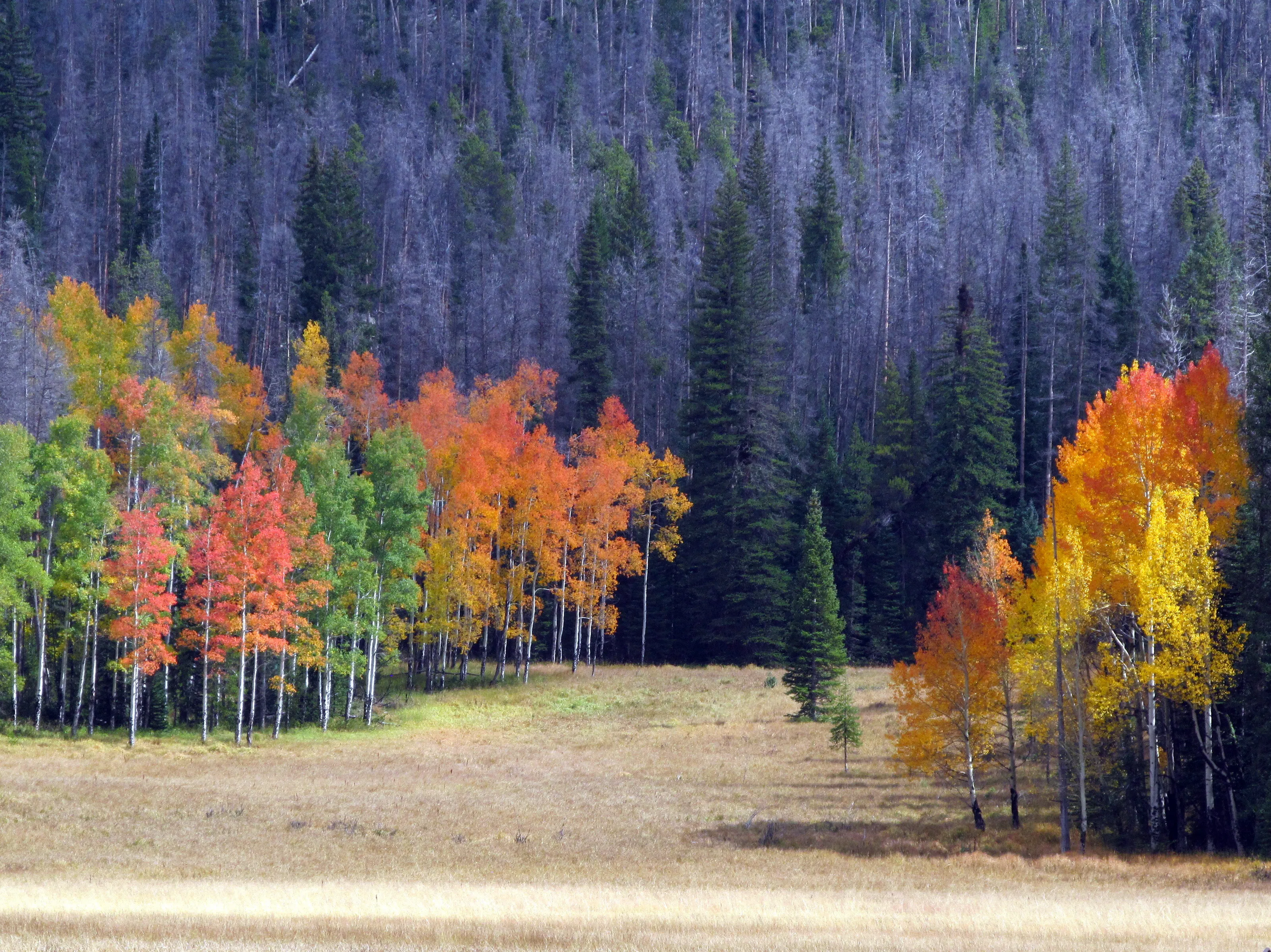 Autumn Blaze