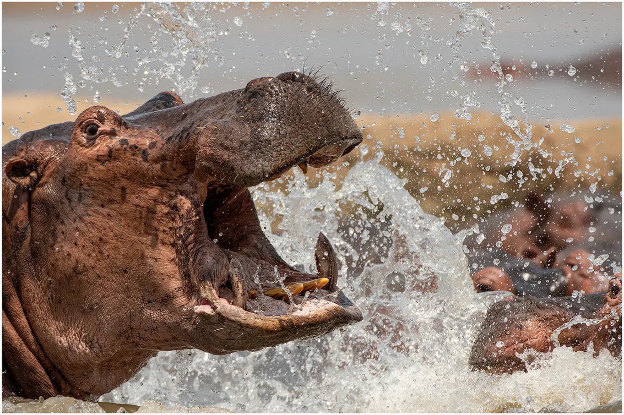 Angry Hippo