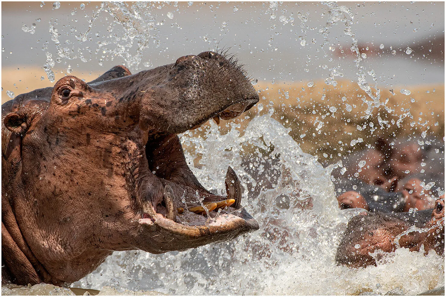 Angry Hippo